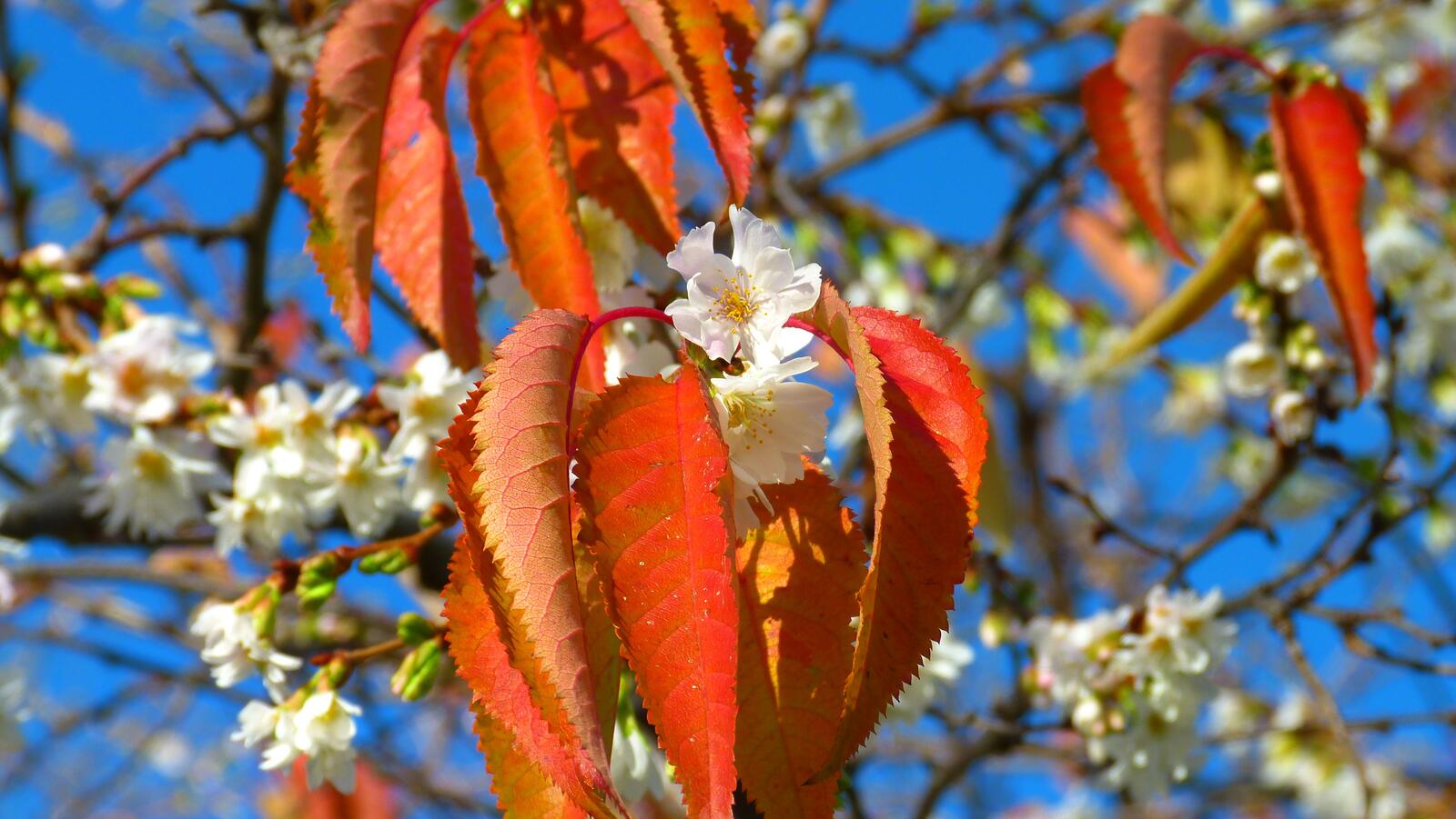 Free photo White flowers on a tree with orange leaves