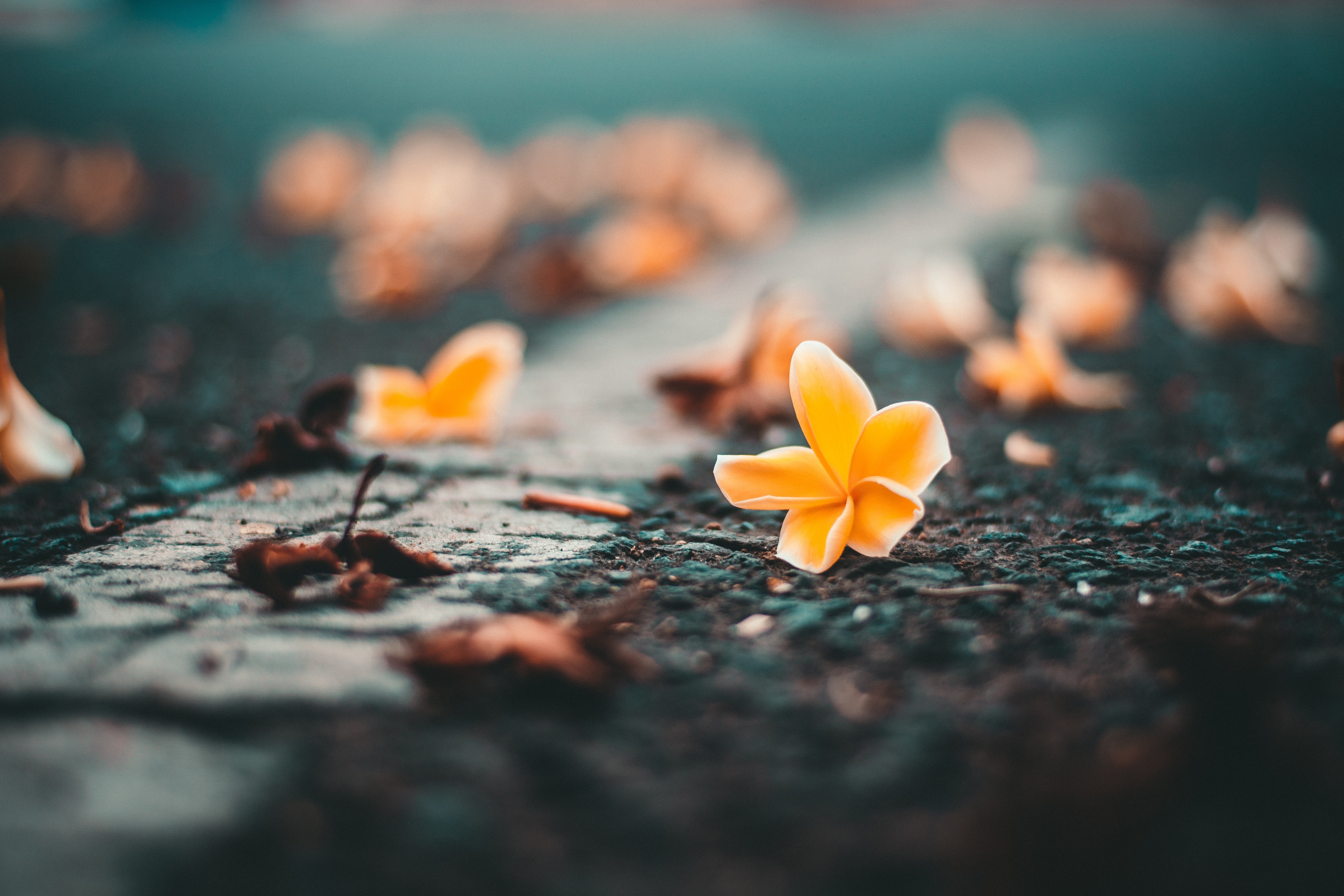 Фото бесплатно цветы, желтый цветок, маленький цветок