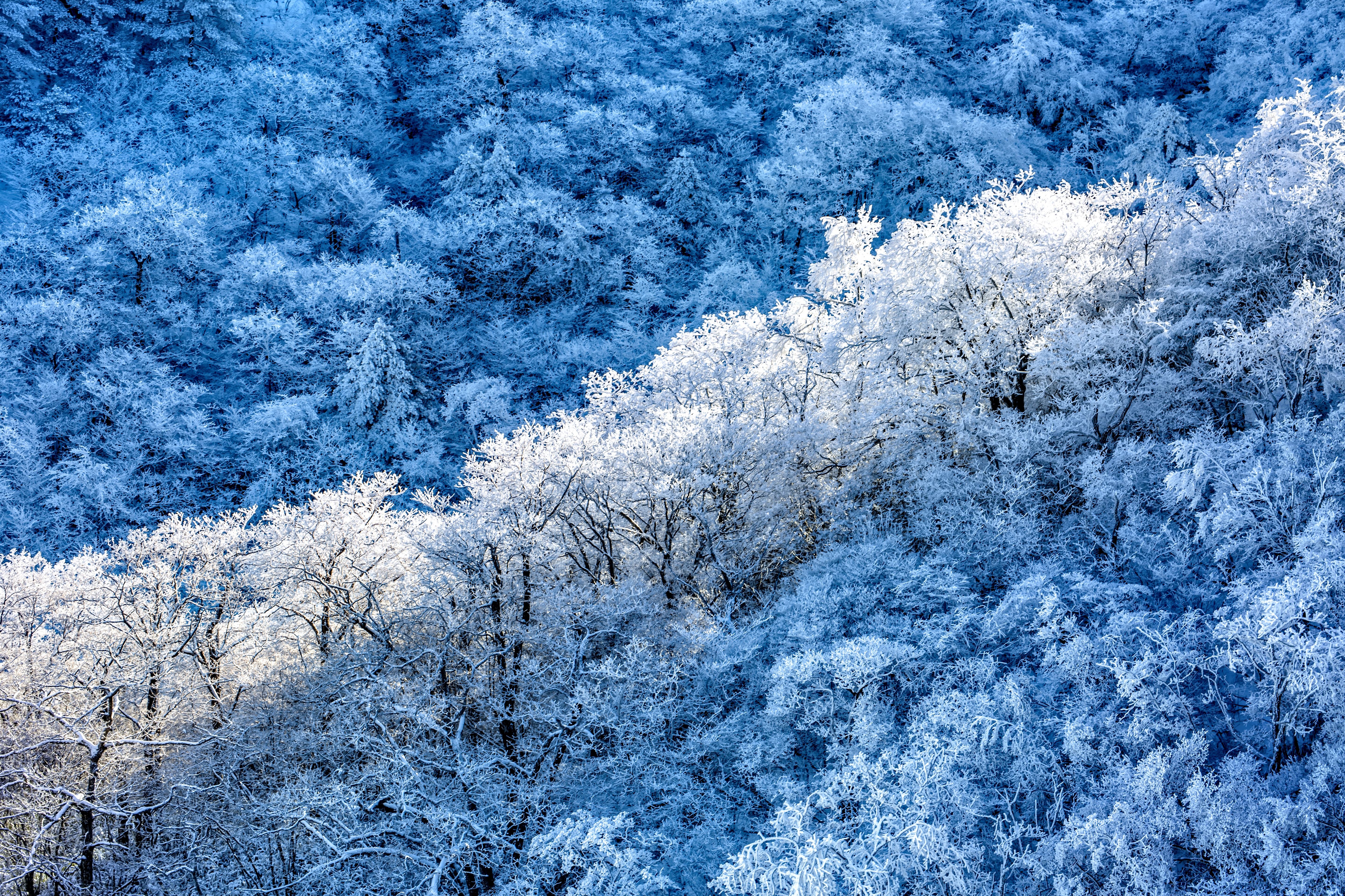 Wallpapers forest winter landscapes on the desktop
