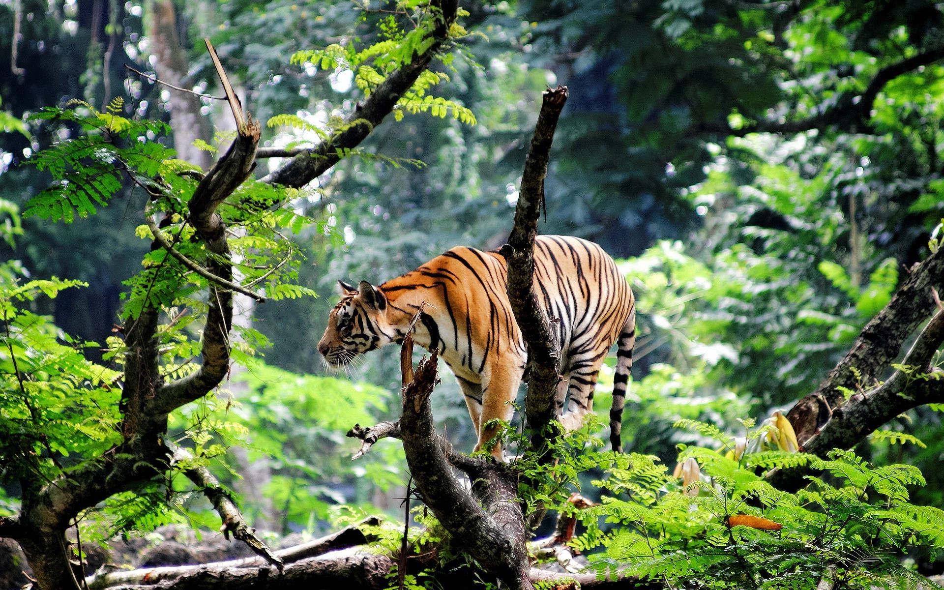 Фото бесплатно тигр, фауна, животные