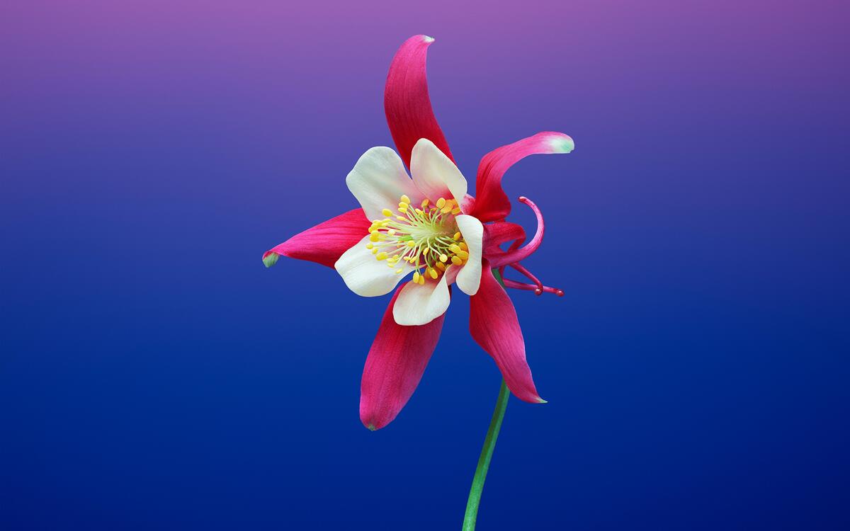 Aquilegia red on a blue background