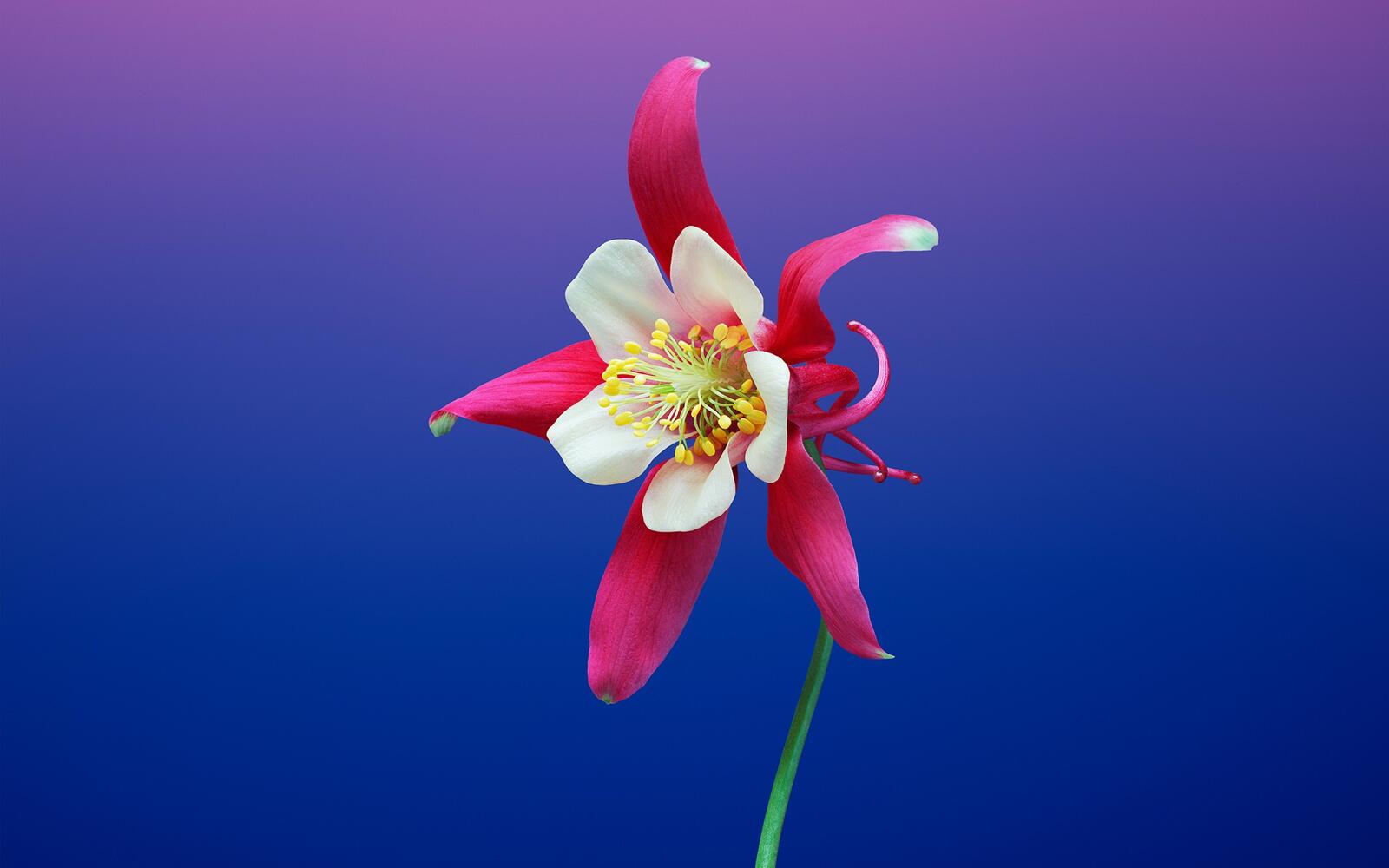 Free photo Aquilegia red on a blue background