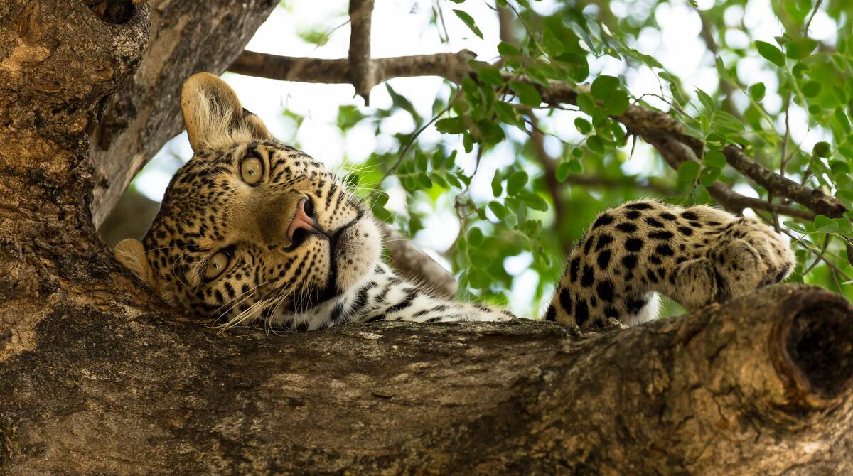 A leopard gets high in a tree