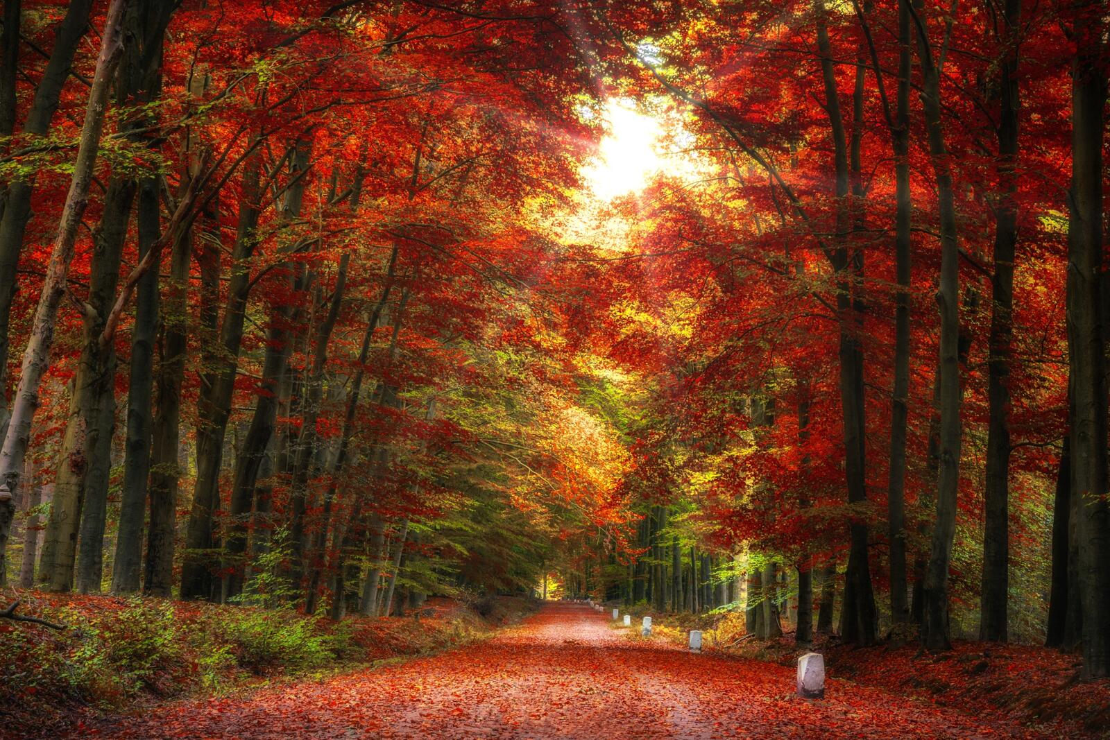 Wallpapers sunlight autumn colors landscape on the desktop