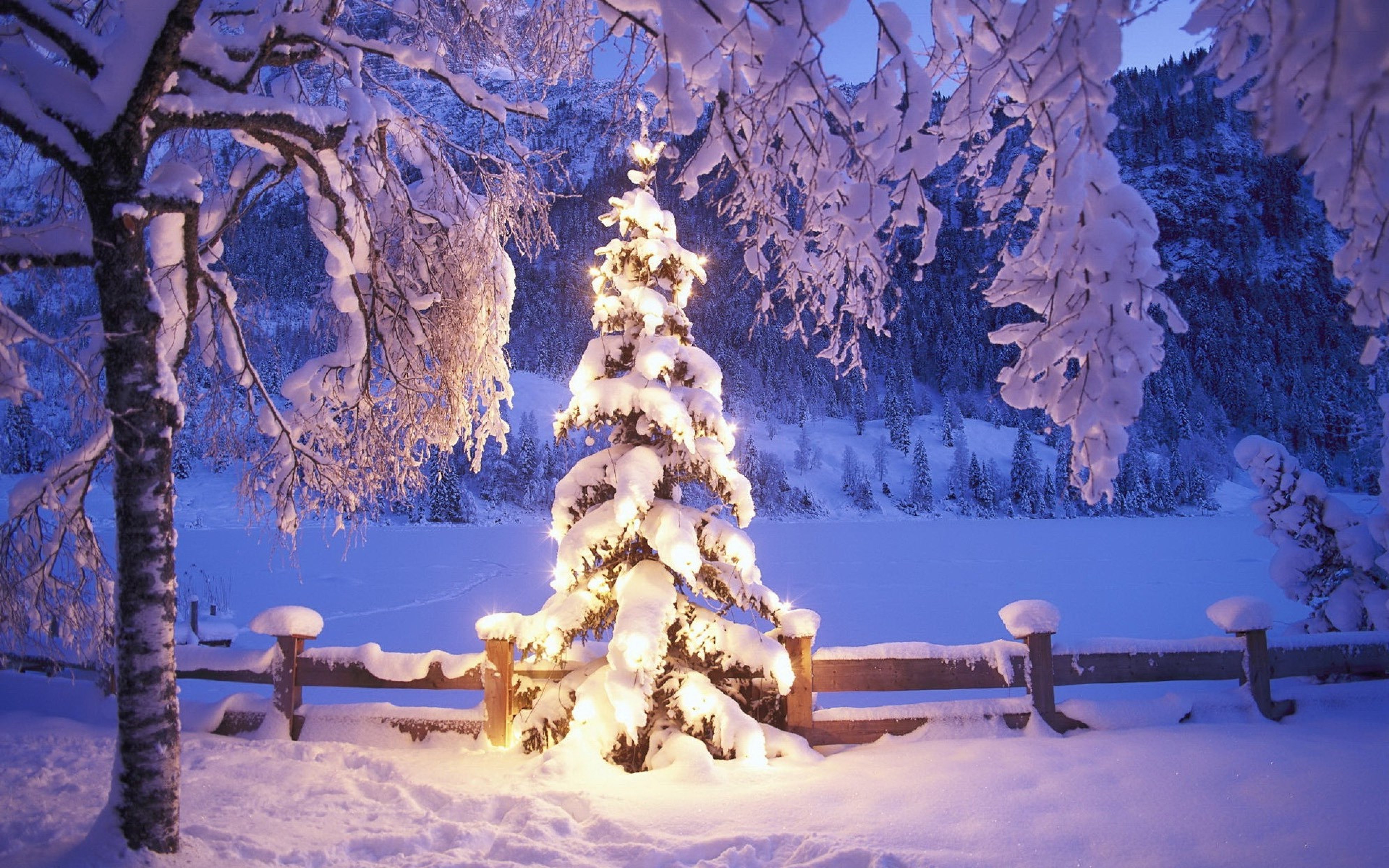 природа деревья гирлянды праздник зима скачать