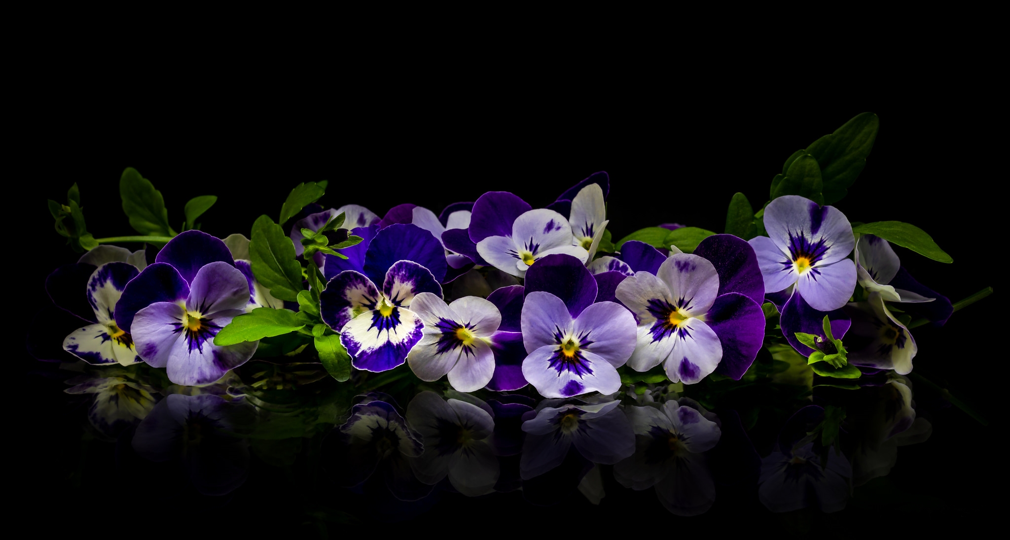 Wallpapers Viola flower flowers on the desktop
