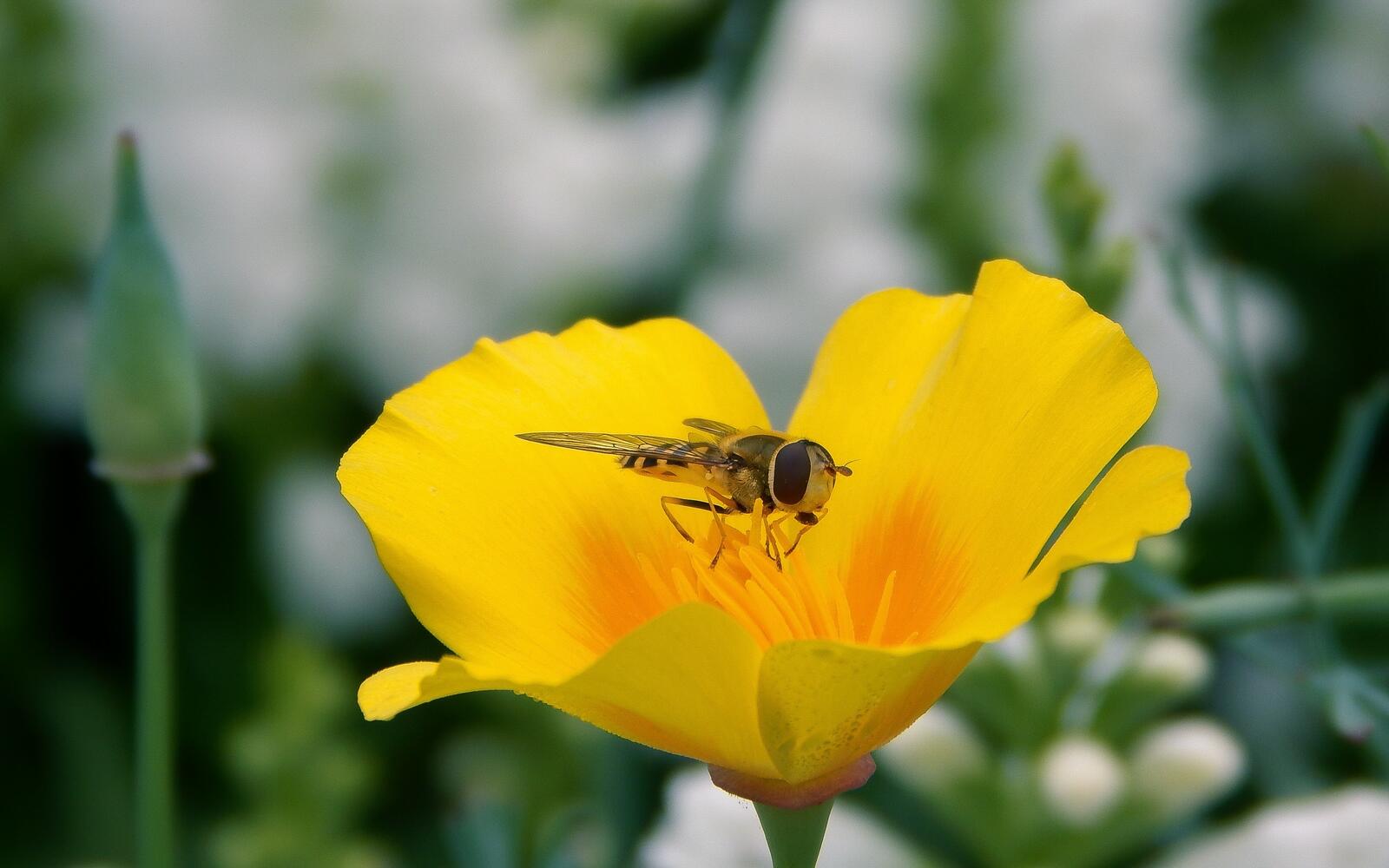 Обои обои пчела жёлтый цветок насекомые на рабочий стол