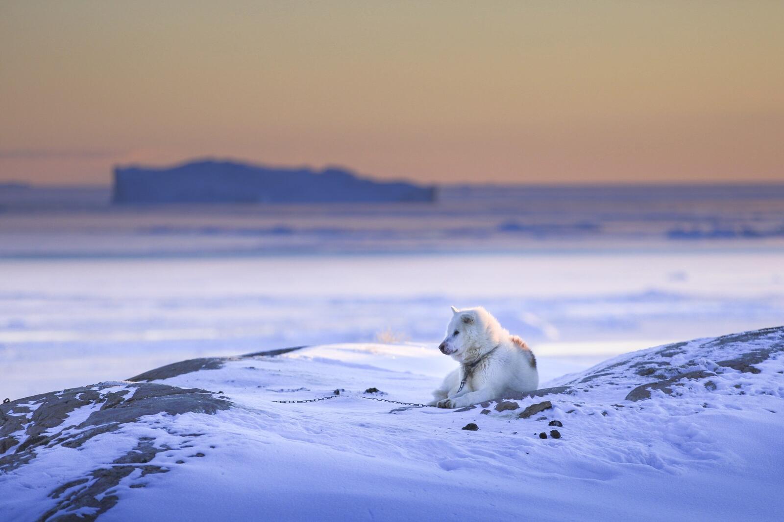 Wallpapers white dog lying down snow on the desktop