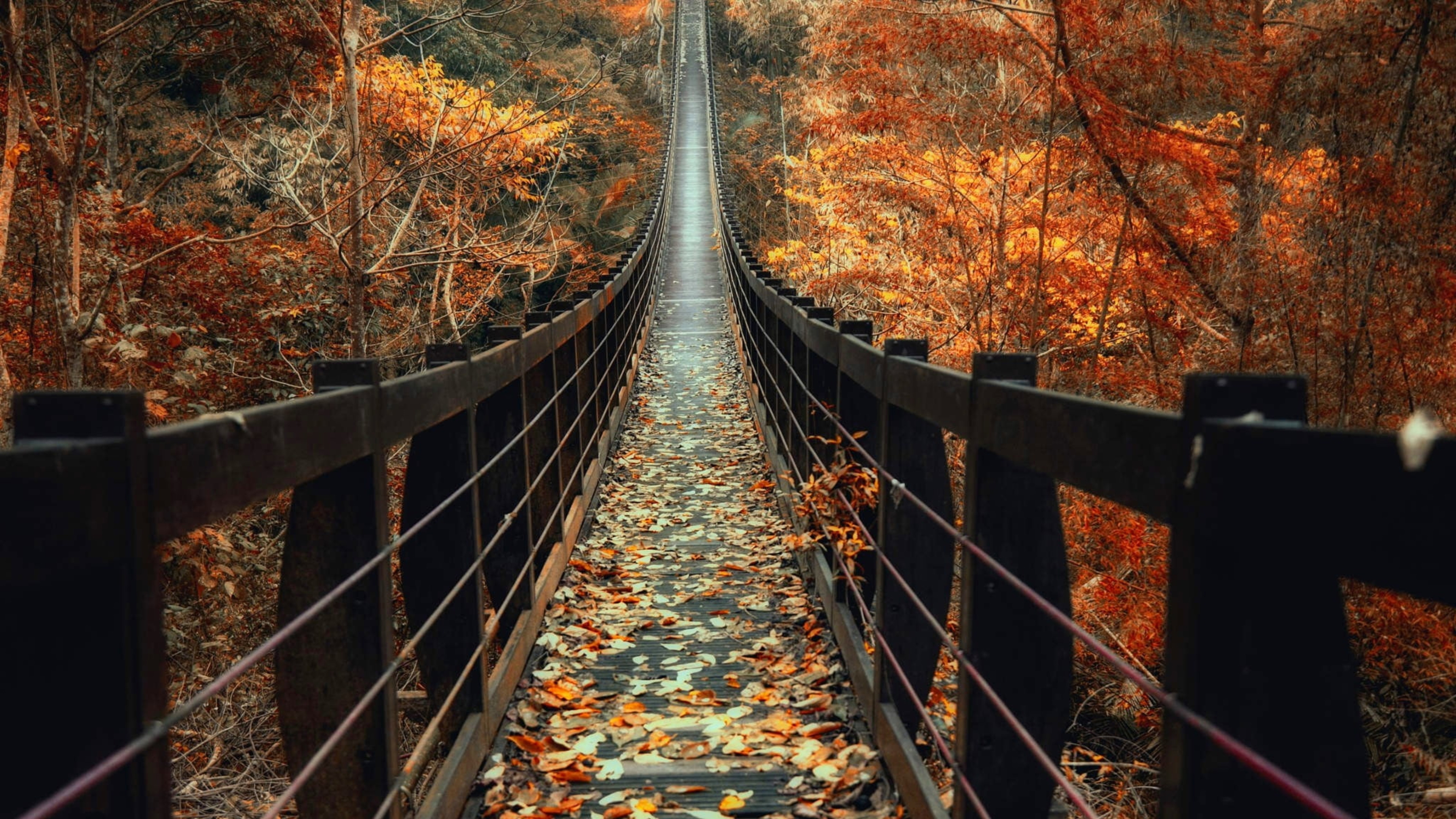 Обои осень деревянный мост опавшие листья на рабочий стол