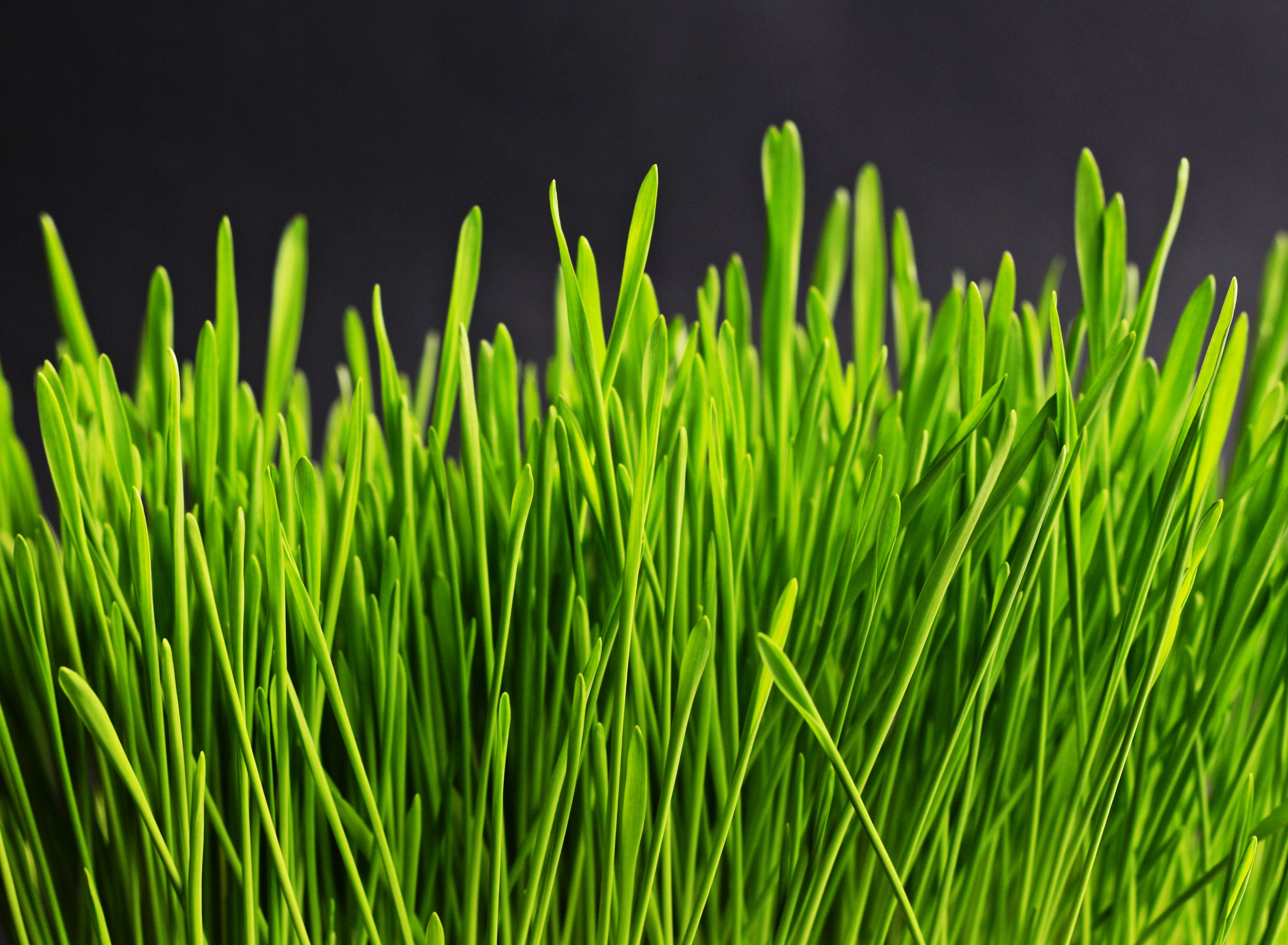 Фото бесплатно стебель растения, искусственный газон, семейство травянистых