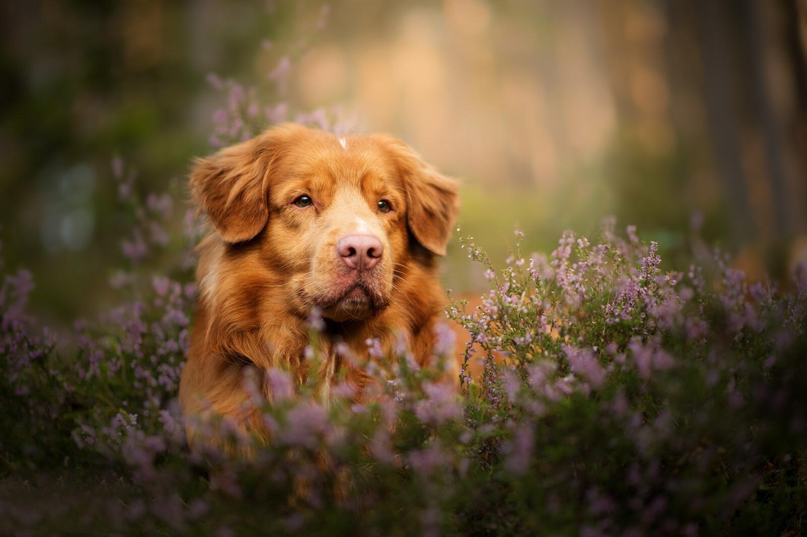 Бесплатное фото Собака в траве
