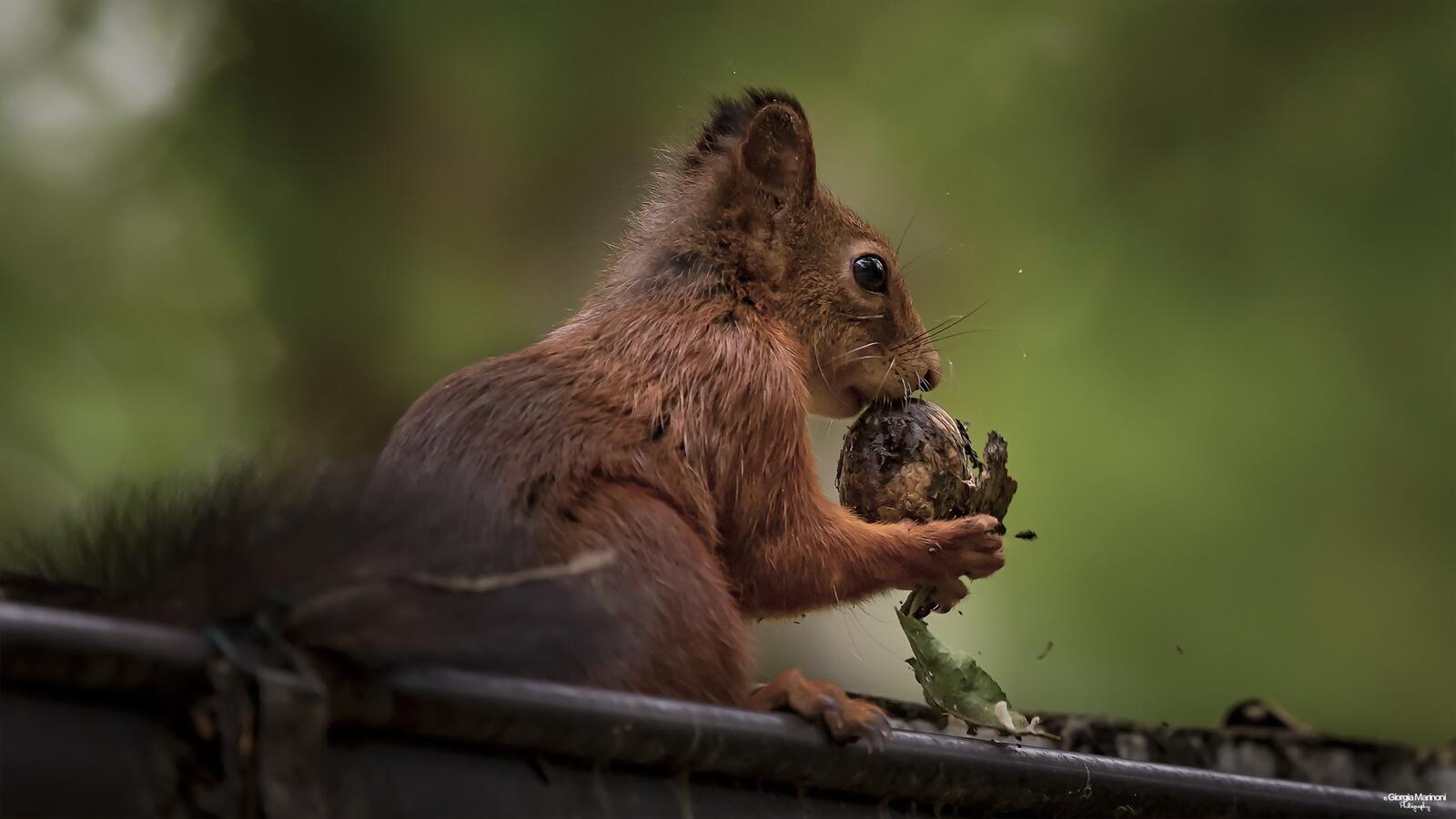 Wallpapers squirrel eats rodent on the desktop