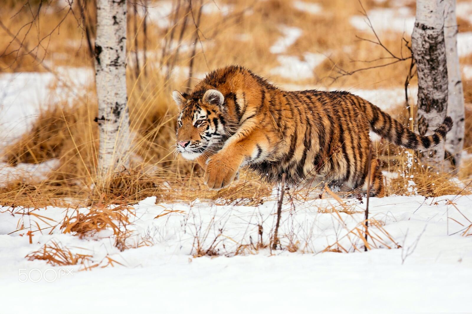 Wallpapers tiger running snow on the desktop