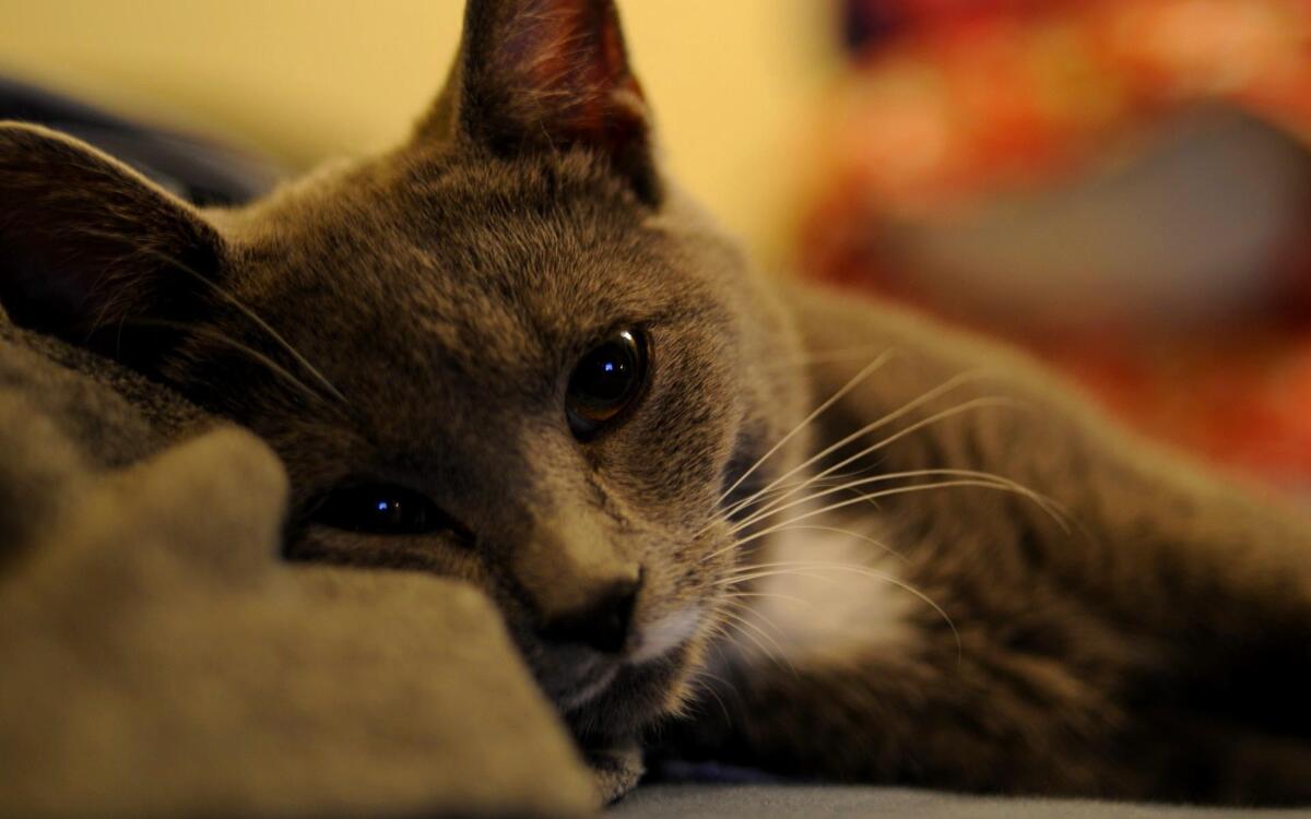 Серый кот ждет хозяина в постели