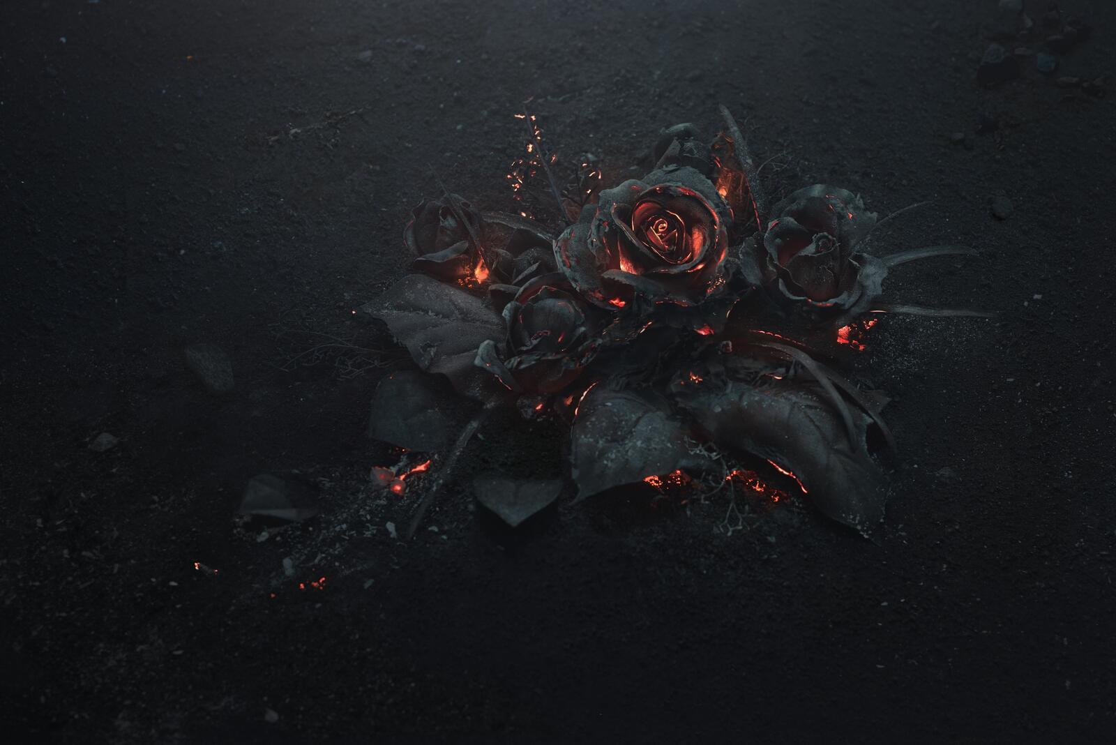 Wallpapers fire black rose ashes on the desktop