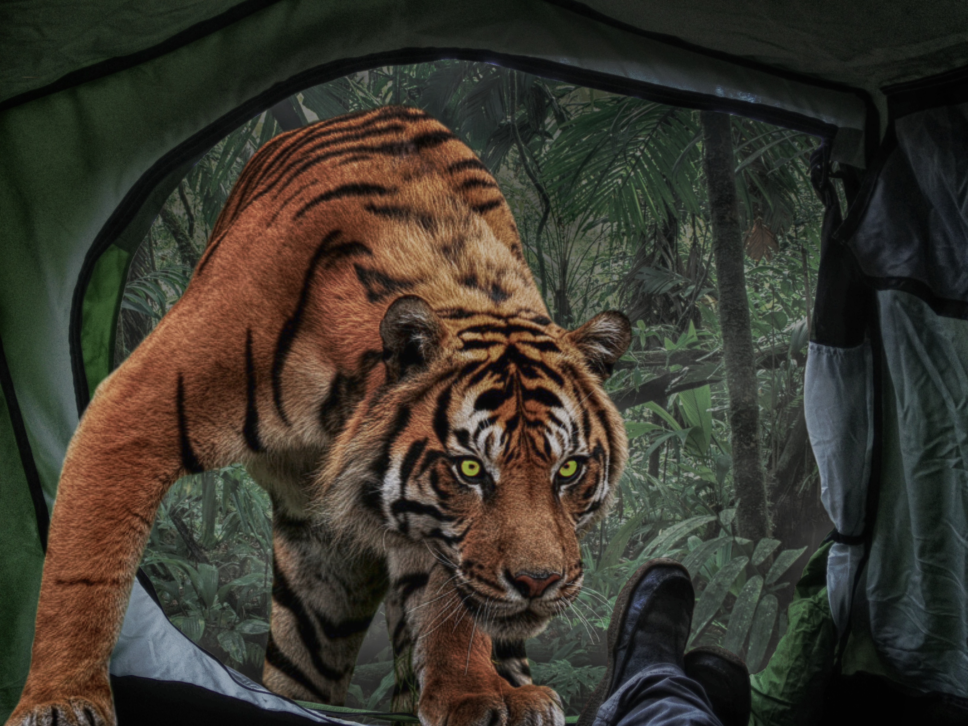 Фото бесплатно фотомонтаж, составление, тигр