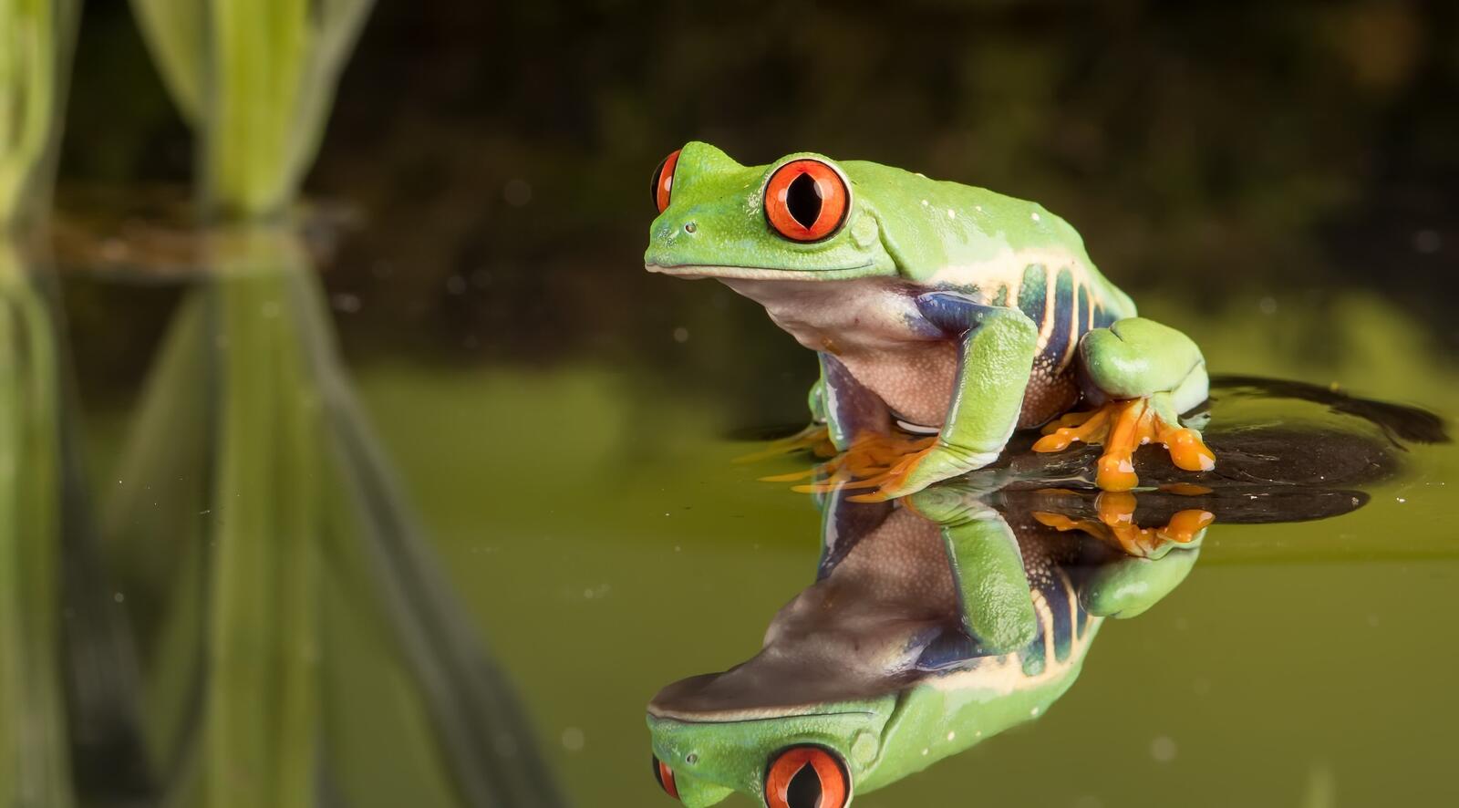 Wallpapers frog bulrush water on the desktop