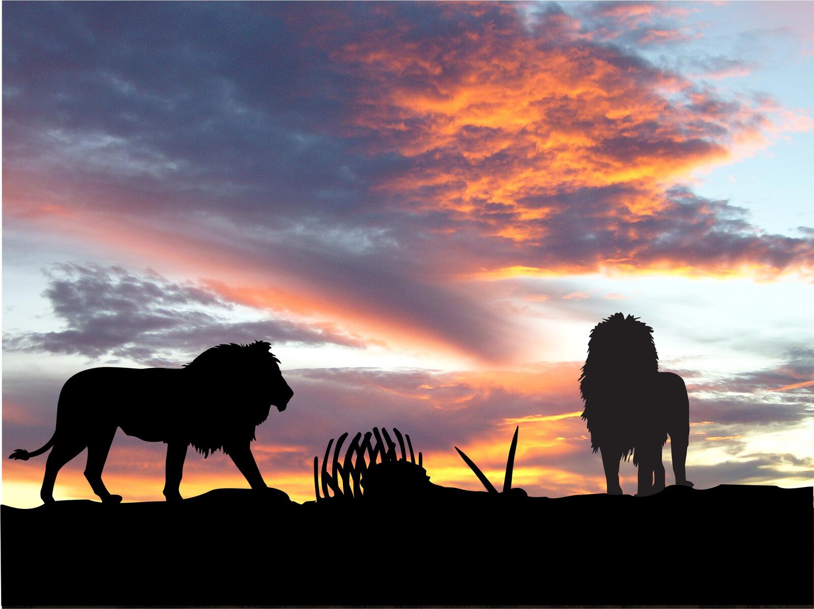 Wallpapers sunset lion landscapes on the desktop