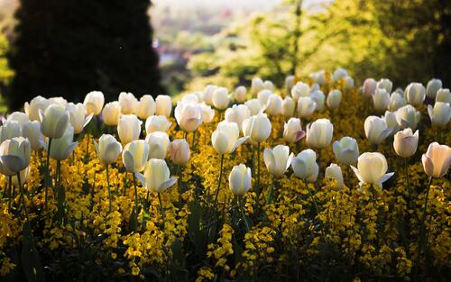 Белые тюльпаны на большом поле
