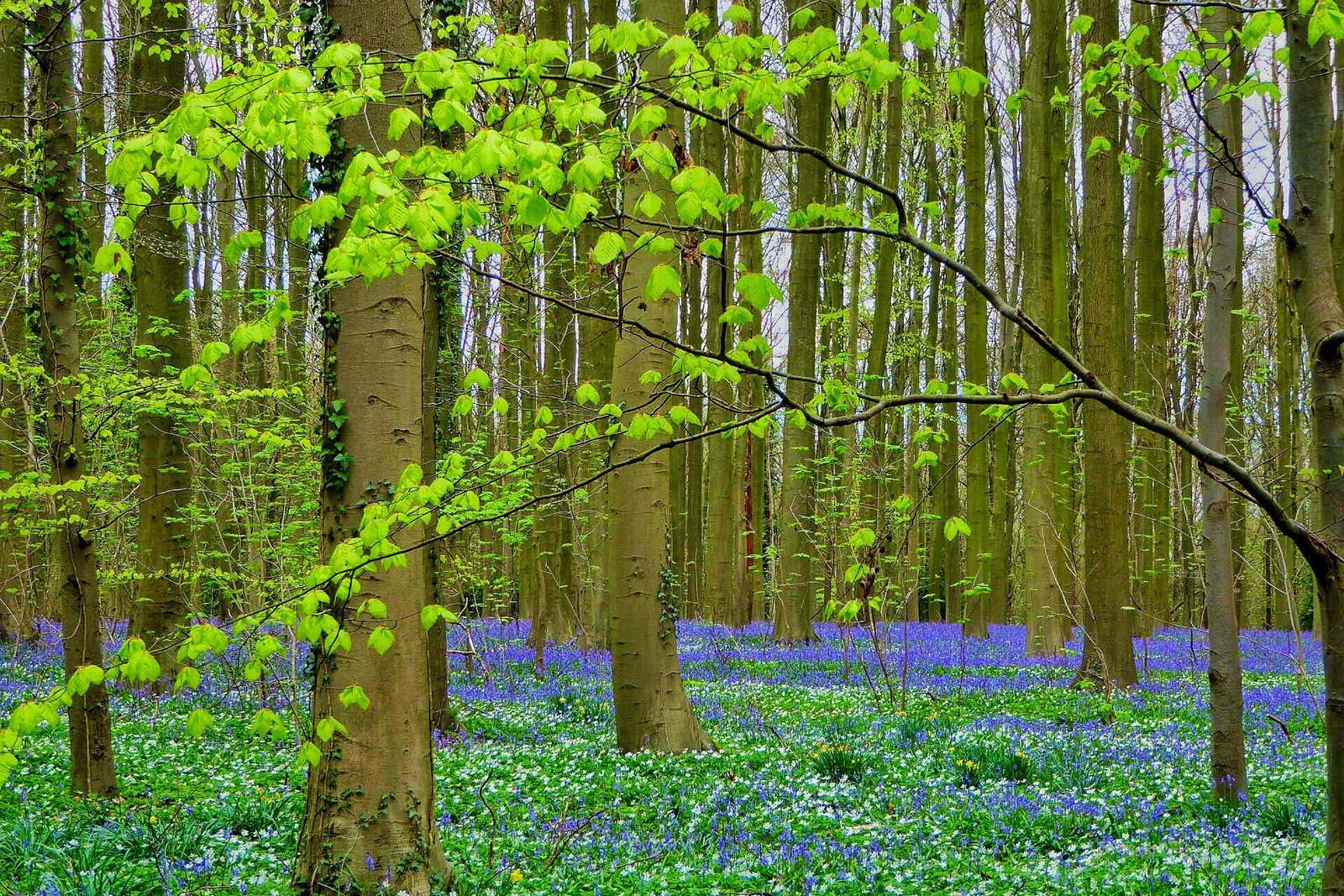 Бесплатное фото Обои лес, природа на телефон высокого качества