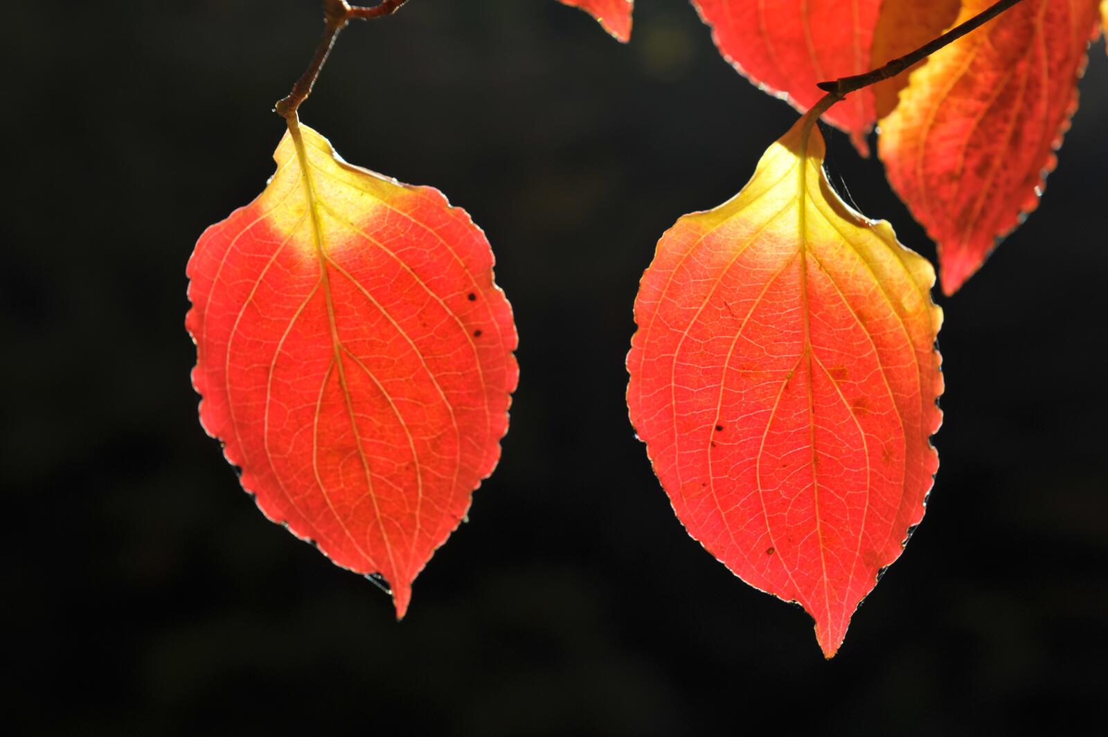 Обои листья осень макро на рабочий стол