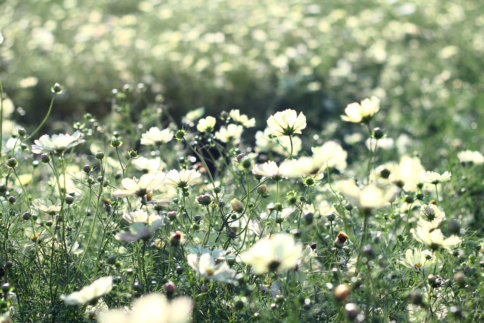 Wallpapers wildflower grass flower on the desktop
