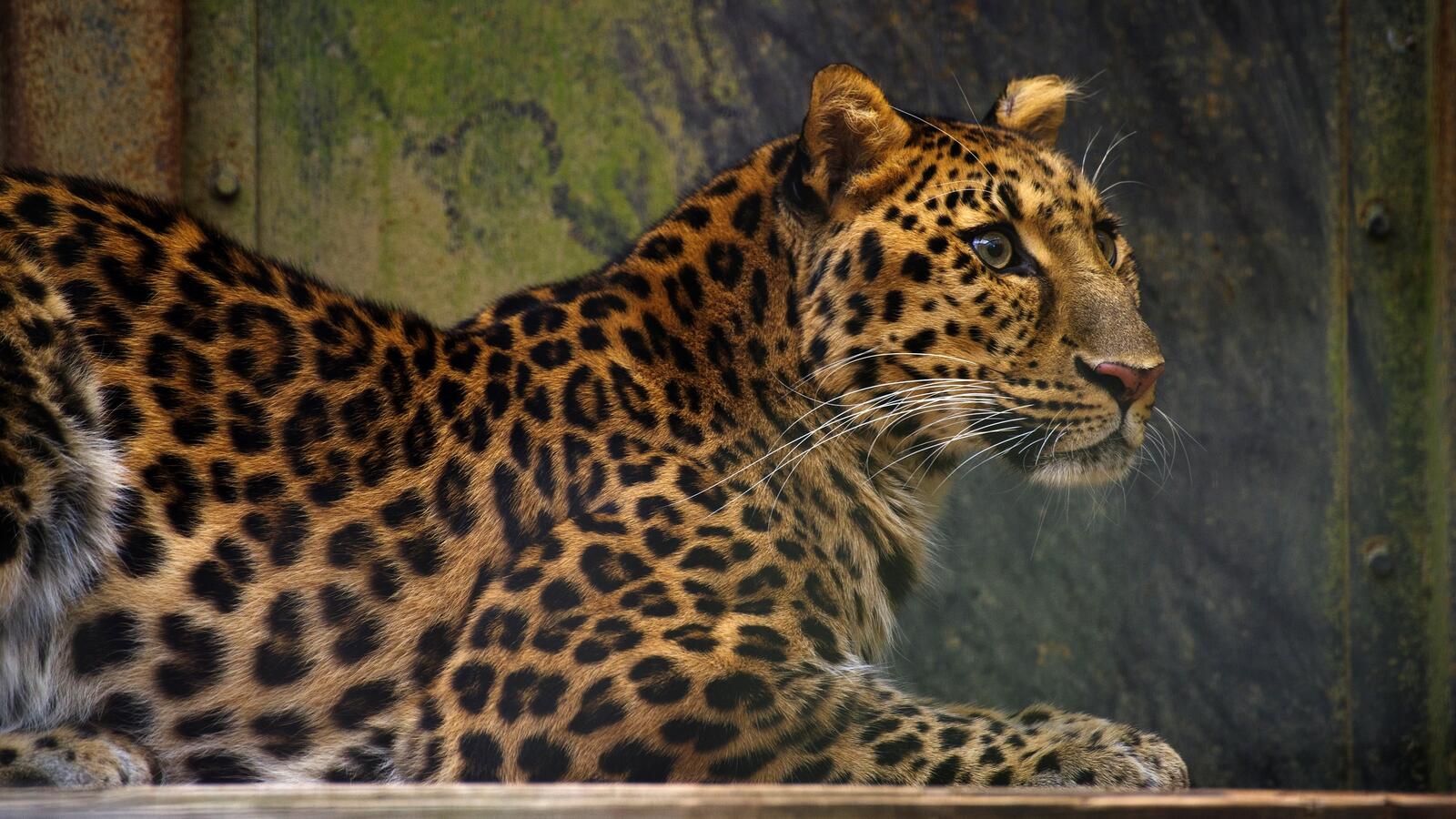 Wallpapers leopard looking away wildlife on the desktop