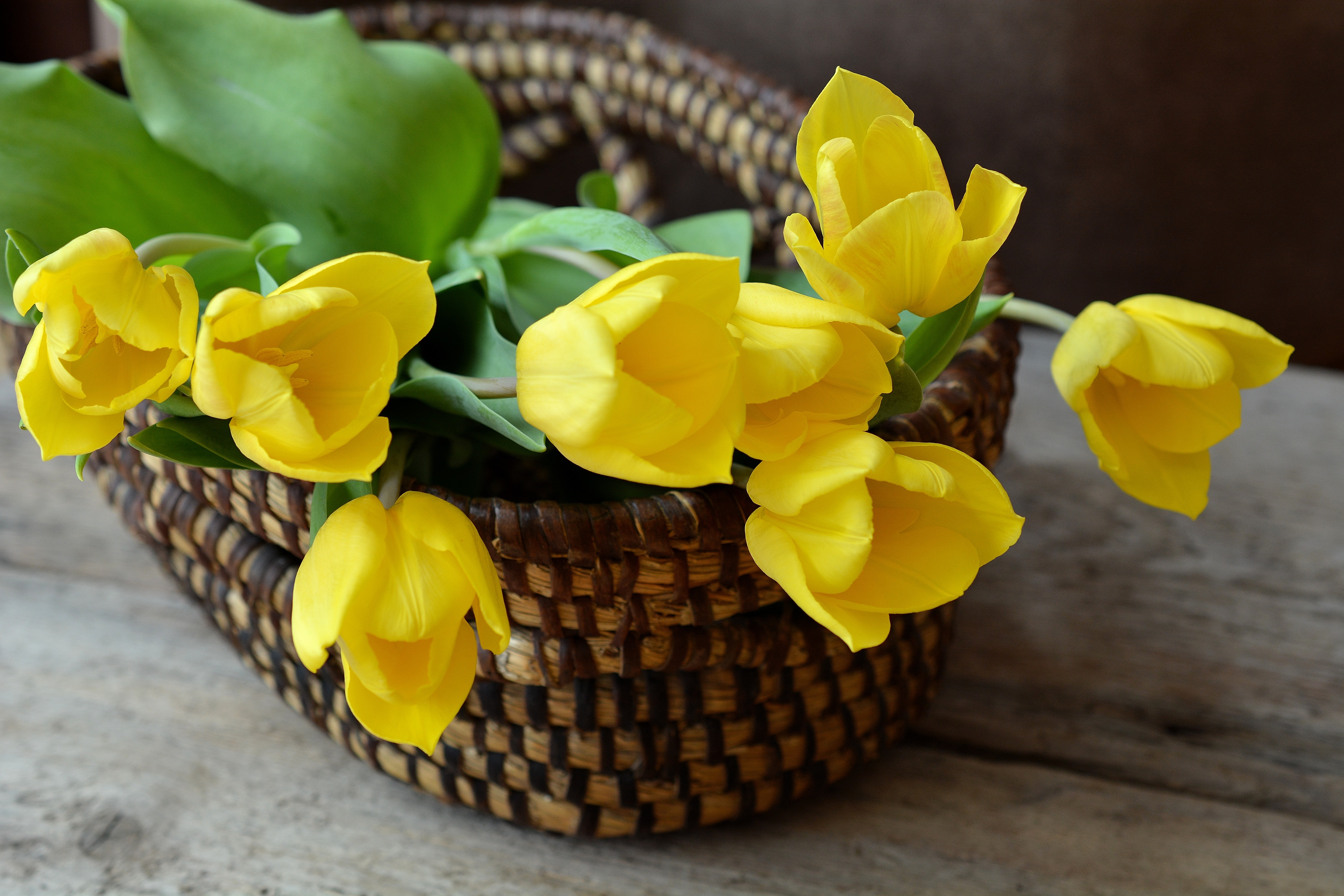 Photo free petal, floristry, tulips