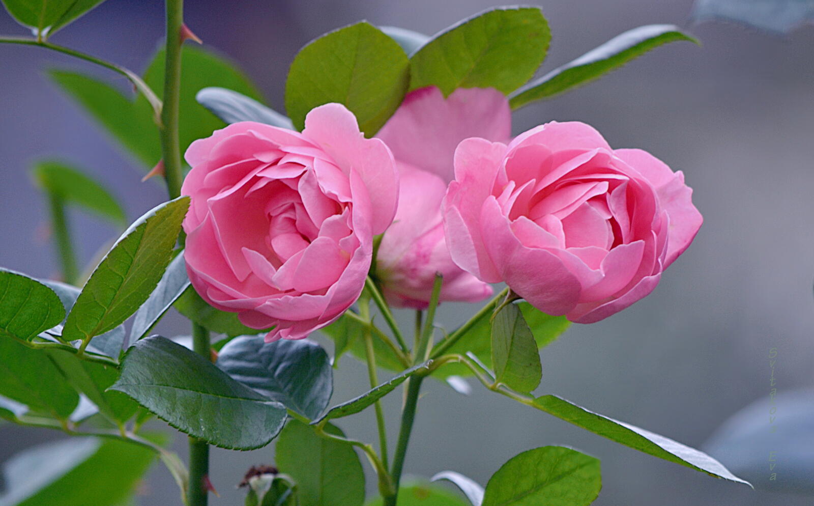 Бесплатное фото Заставка розы, цветы