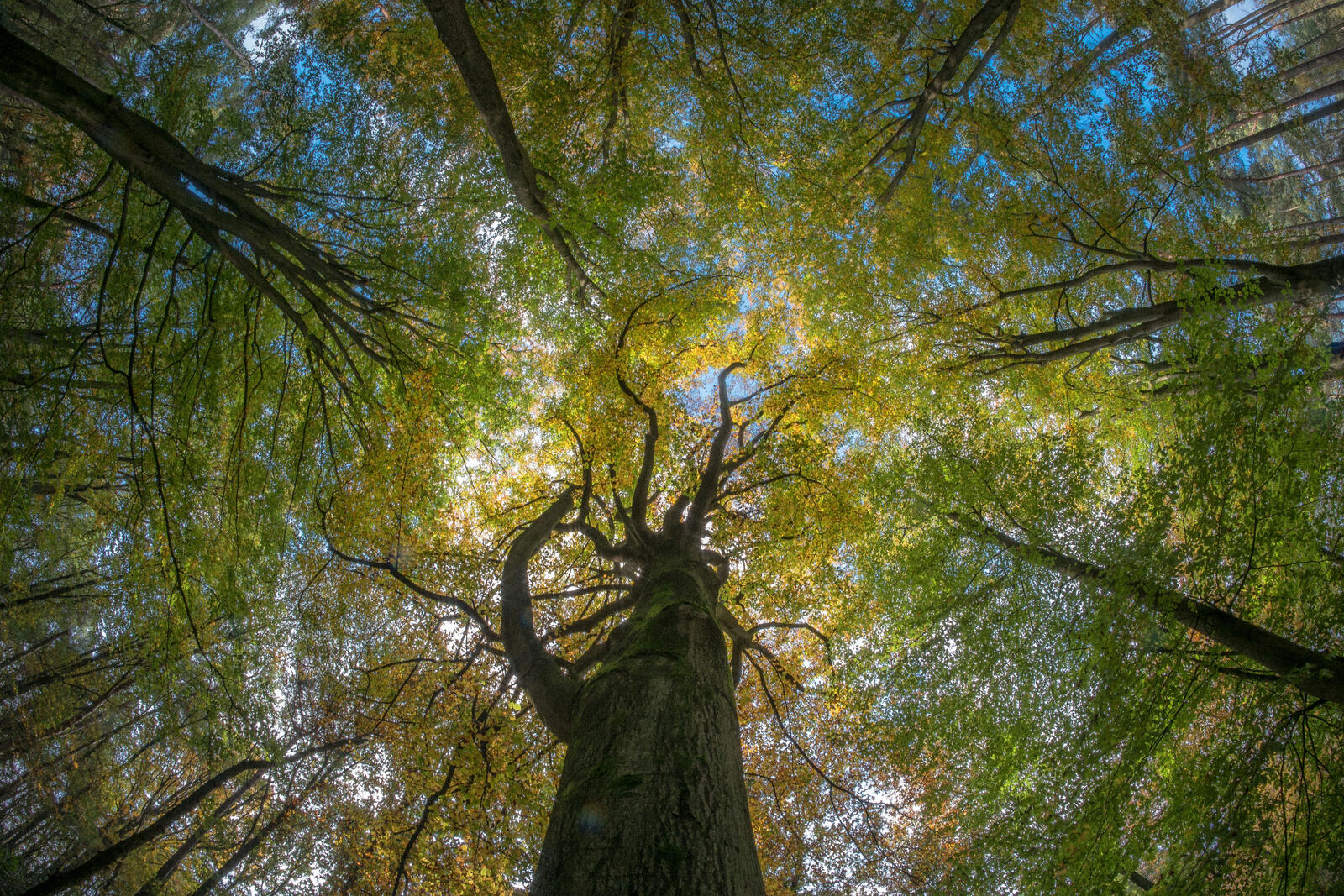 免费照片秋天的树冠