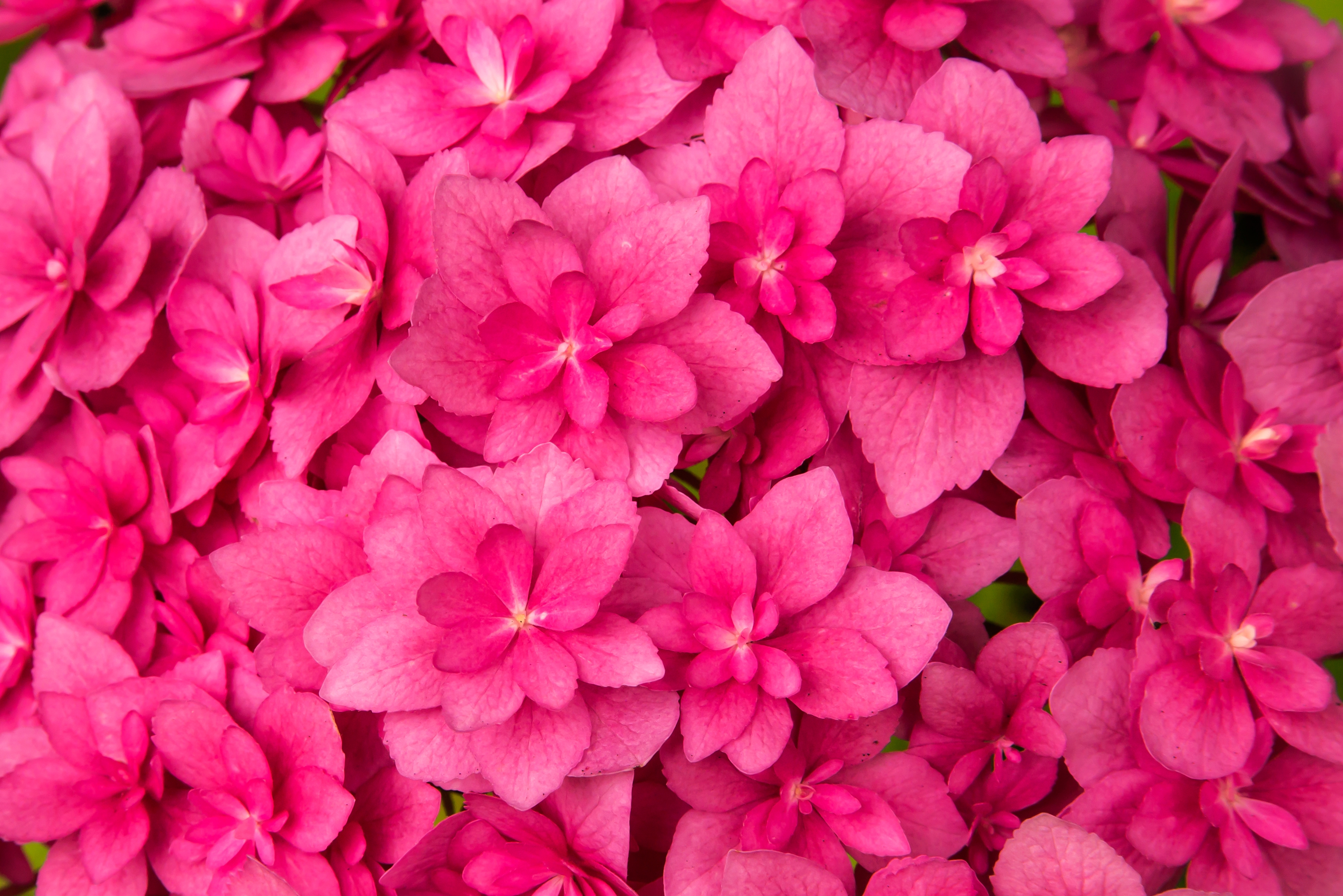 Фото бесплатно обои розовые цветы, лепестки, близко