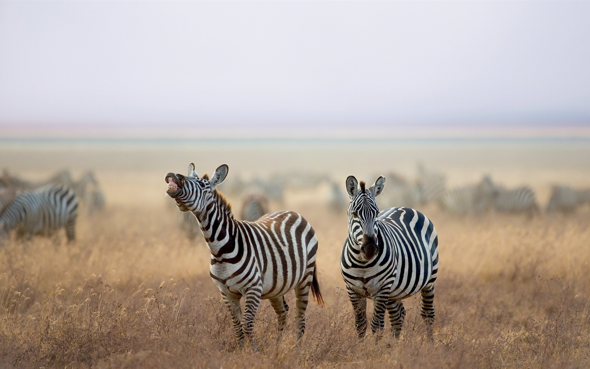 Photo free wallpaper zebra, Savanna, animals