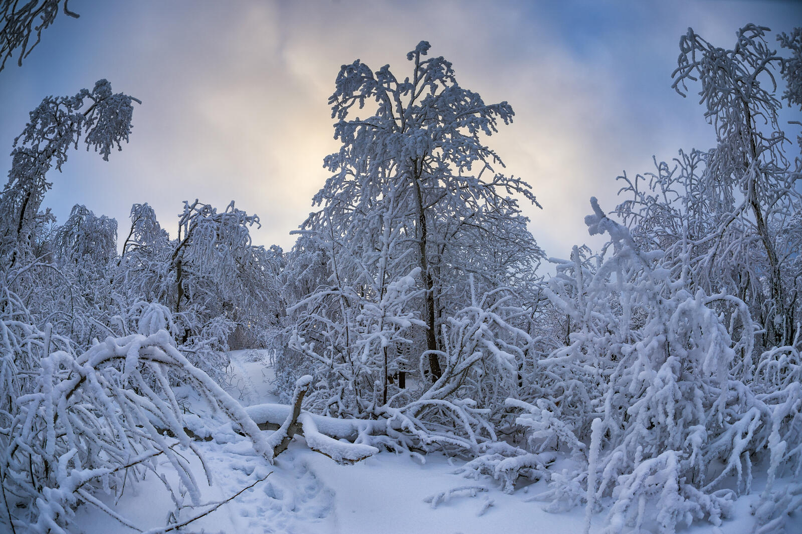 Wallpapers landscapes trees winter forest on the desktop