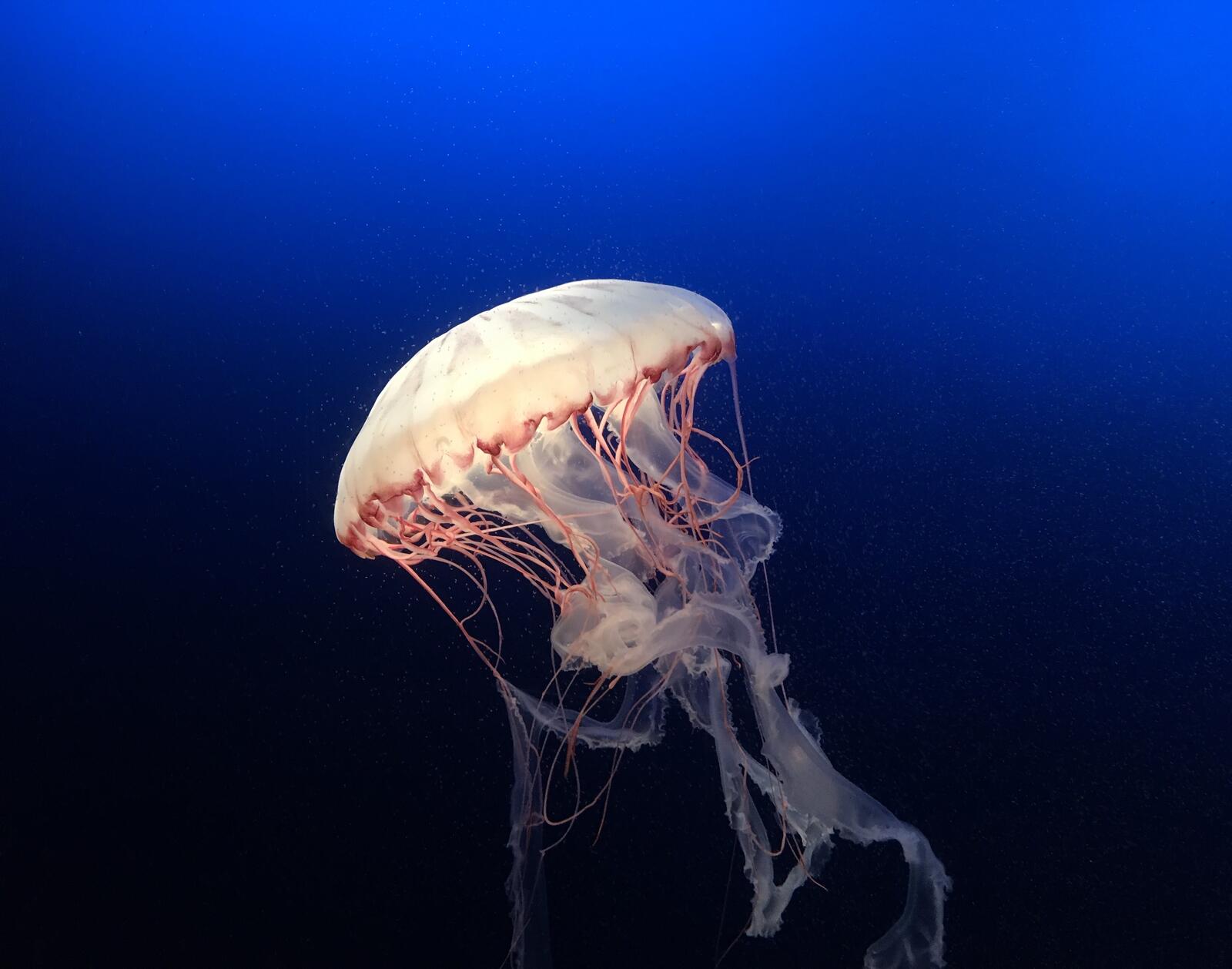 Wallpapers jellyfish underwater marine biology on the desktop
