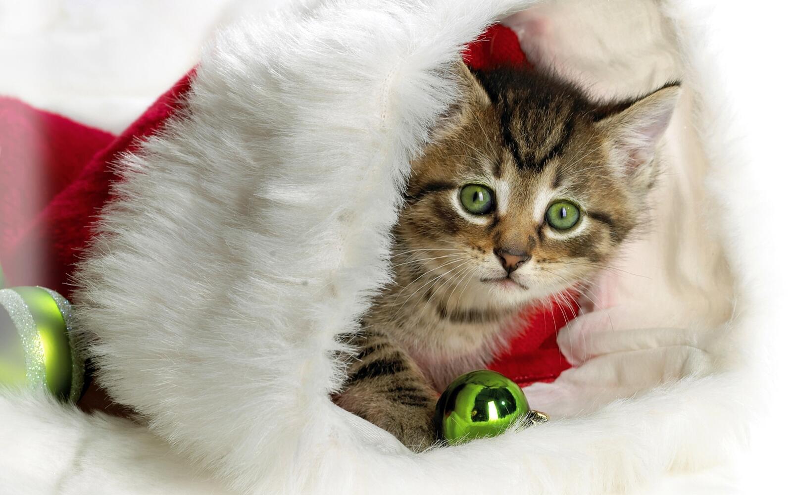 Wallpapers kitten new year`s hat new year s toys on the desktop