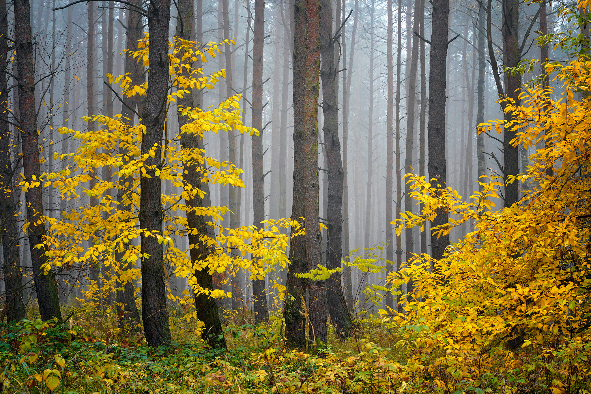 Wallpapers fog in the forest forest fall season on the desktop