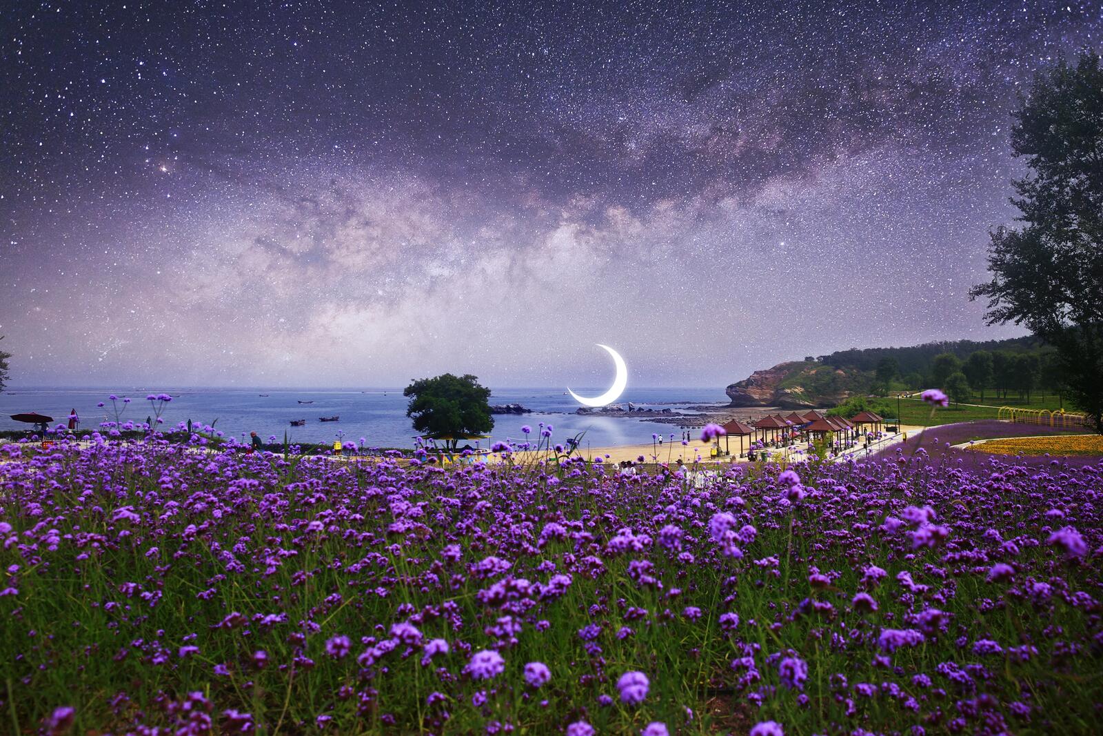 Wallpapers purple flowers crescent moon stars on the desktop