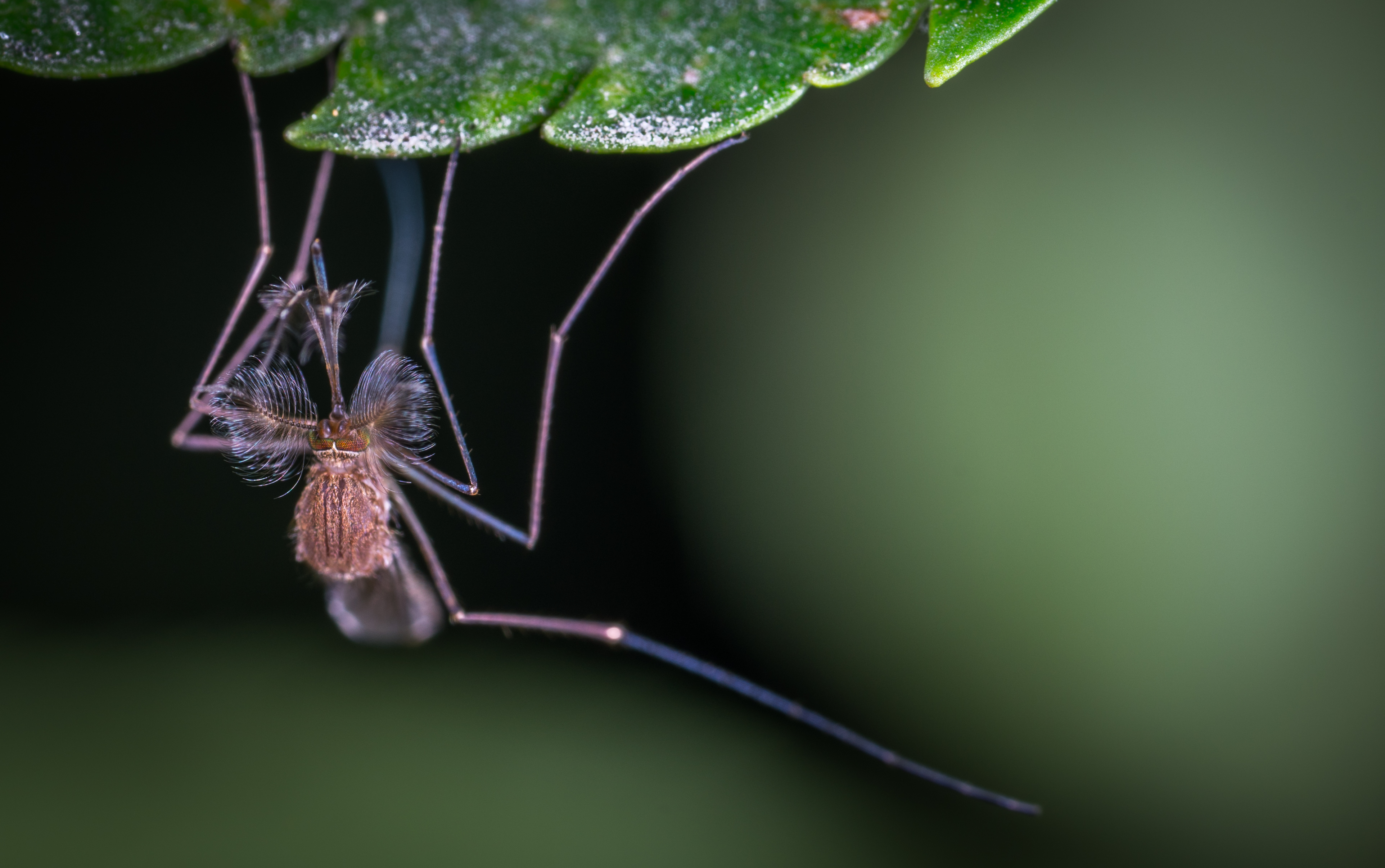 Фото бесплатно комар, макрос, насекомое