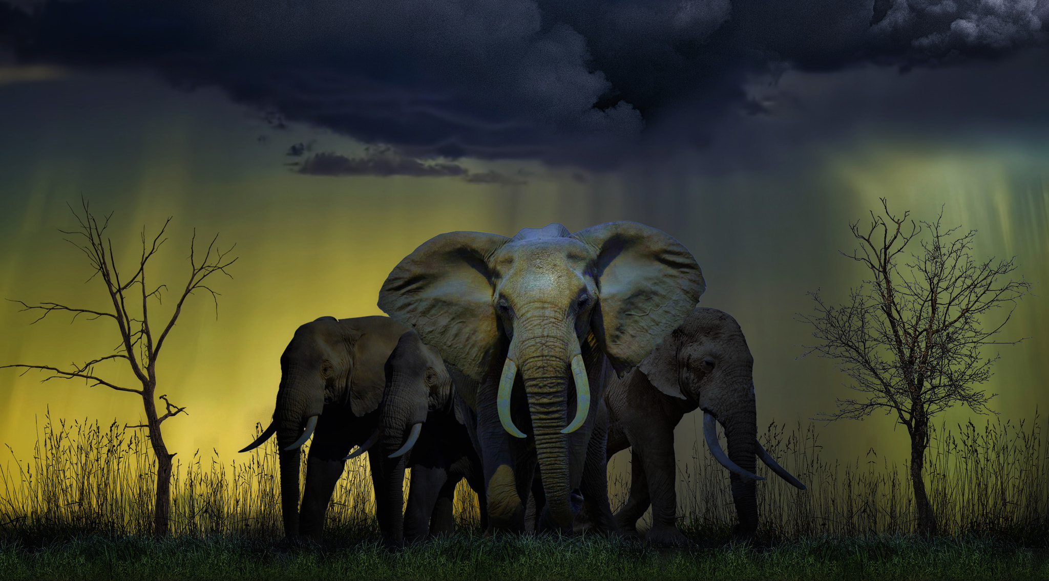 Wallpapers night moonlight elephants on the desktop