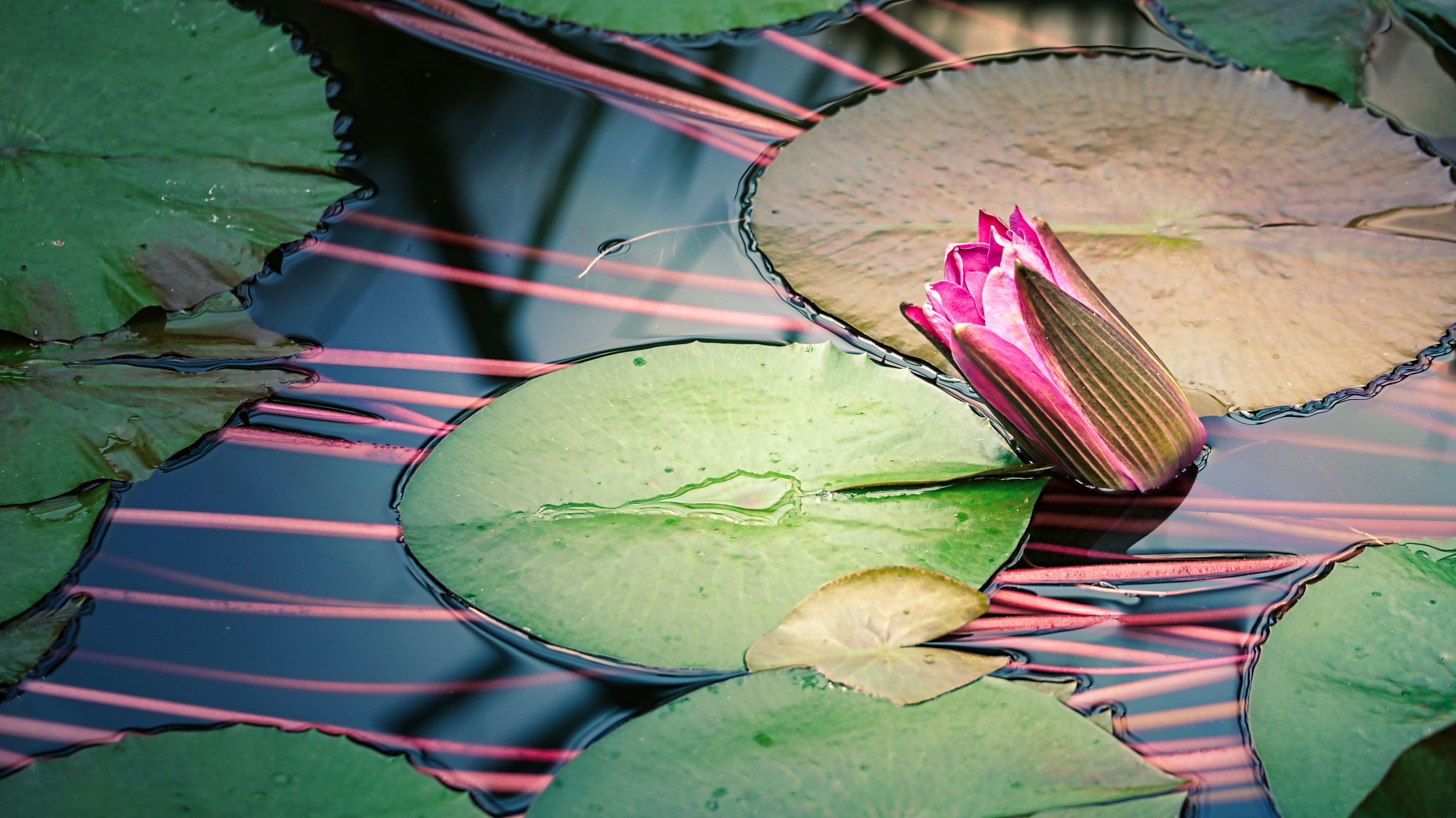 Wallpapers flora landscapes water Lily on the desktop