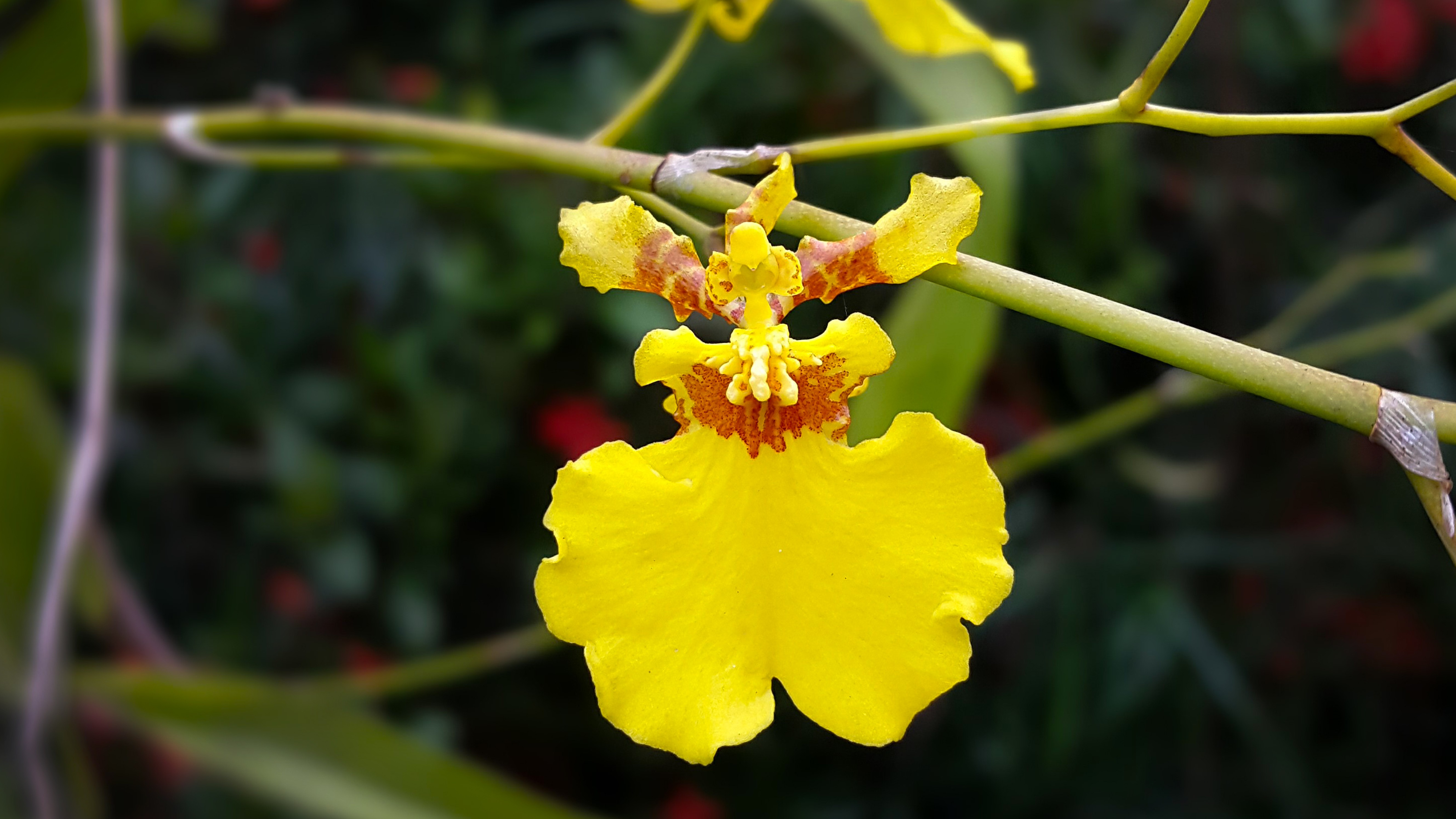 Обои желтые цветы цветы орхидеи на рабочий стол