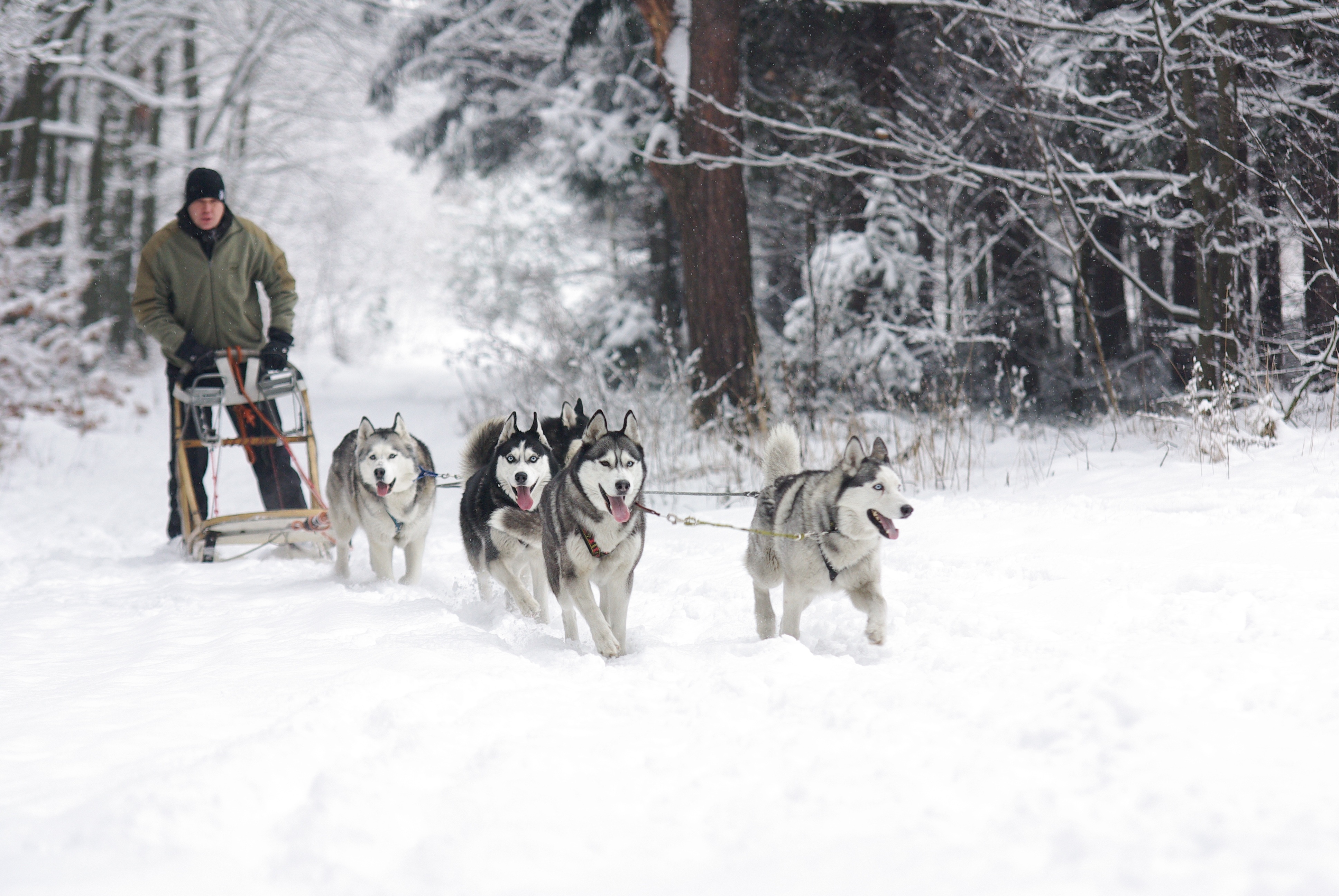 A dog sled driving through a winter forest