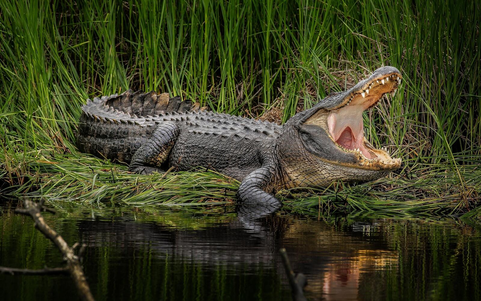 Wallpapers american alligator swamp wildlife on the desktop