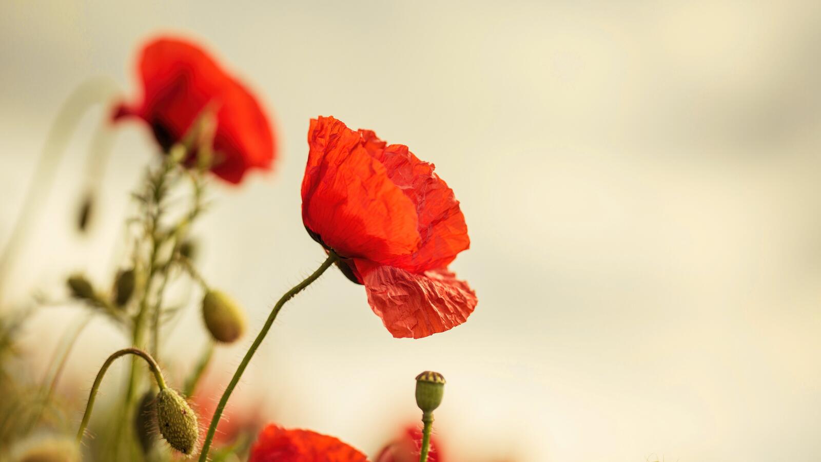 Free photo Red poppies