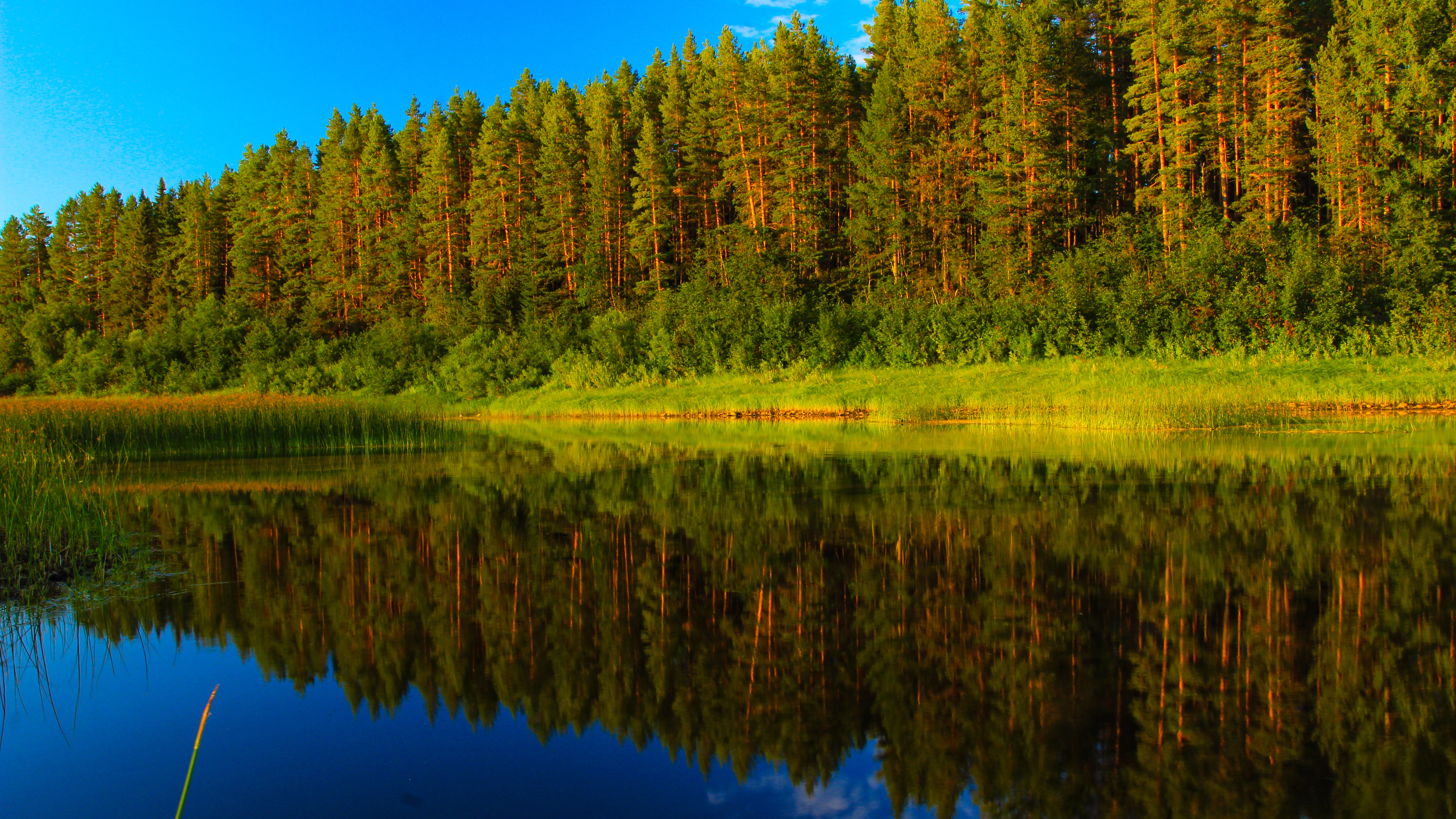 Free photo Pine forest reflection
