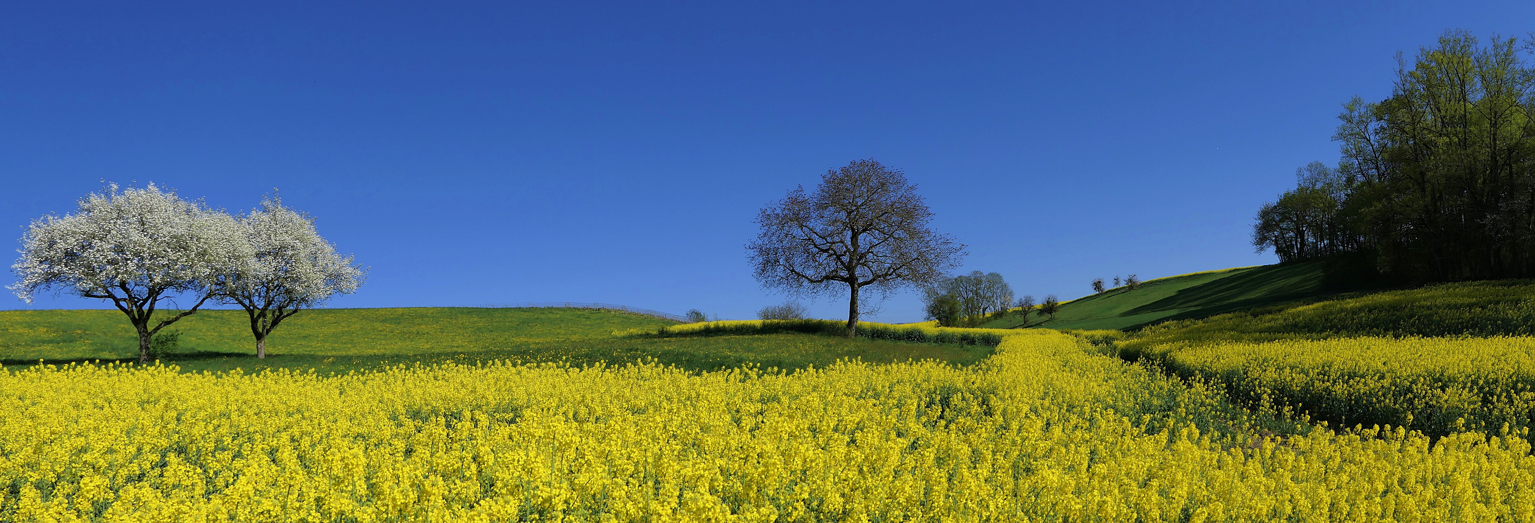 Photo free spring, panorama, field