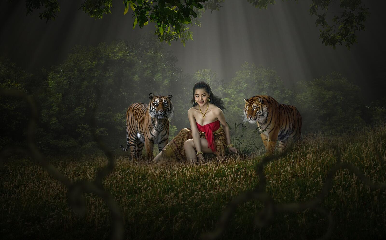 Wallpapers tigers predators forest on the desktop
