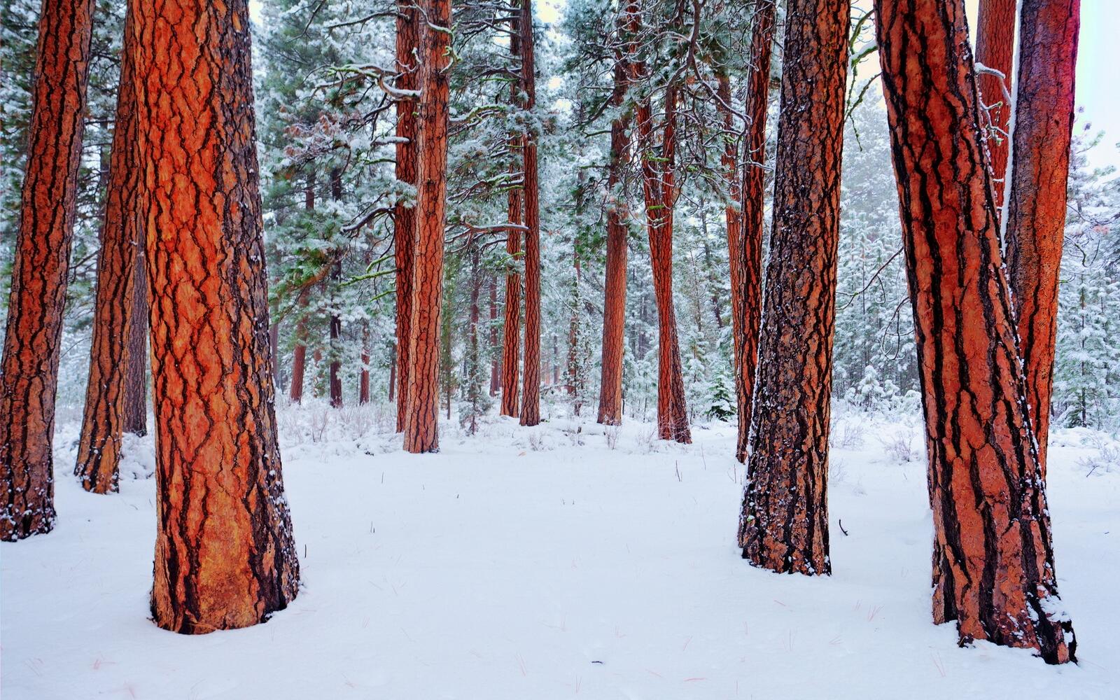 Free photo Coniferous forest in winter
