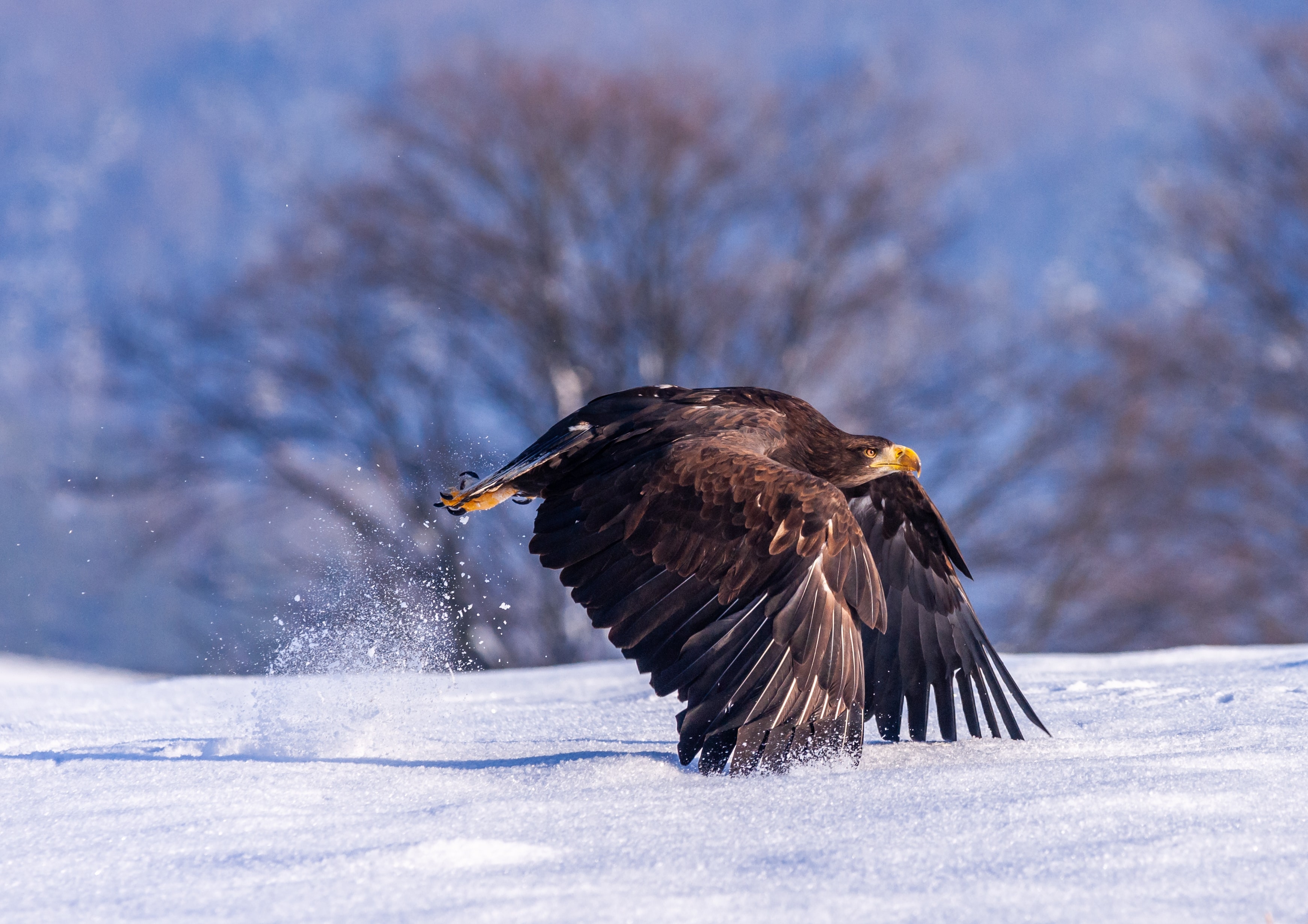 一只老鹰在雪地上低飞