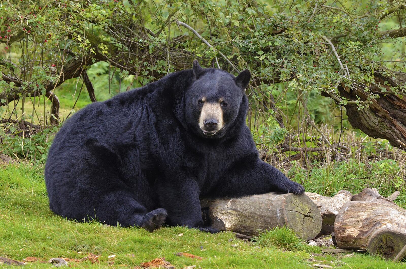 Обои черный медведь смотрит на зрителя дерево на рабочий стол